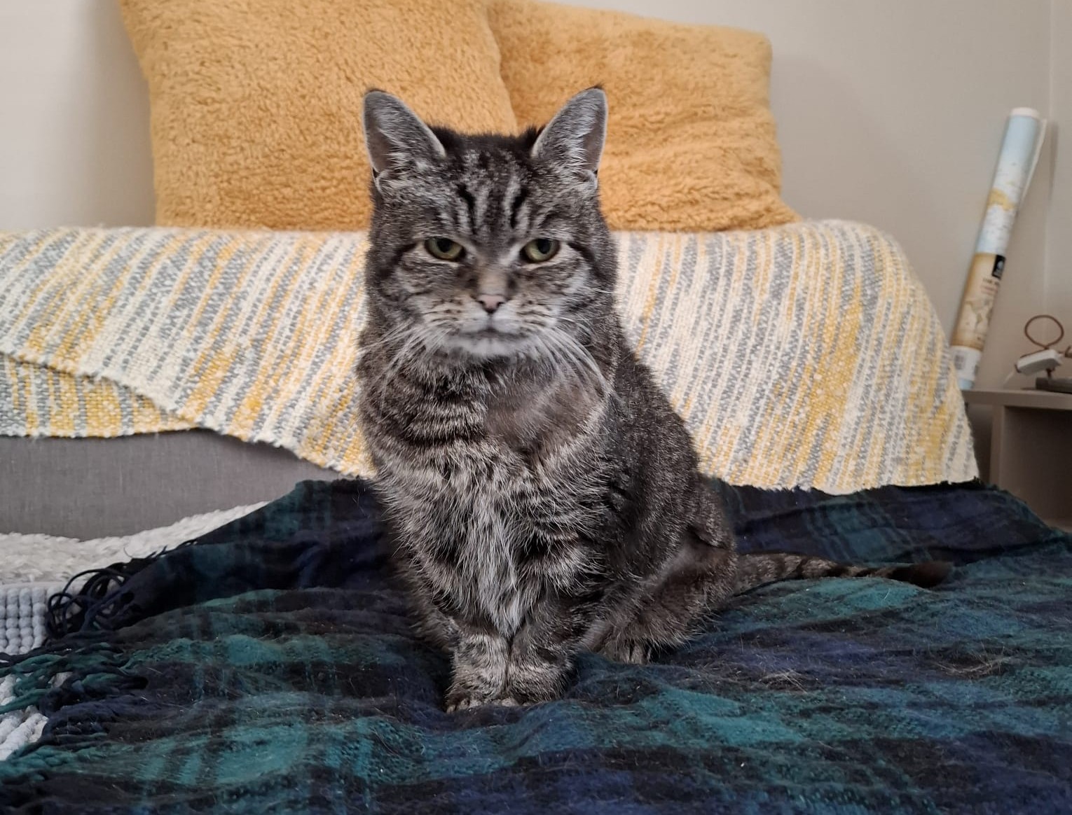 A tabby cat with green eyes sits on a dark plaid blanket in front of a bed with a striped yellow and white blanket and two fluffy yellow pillows in the background.