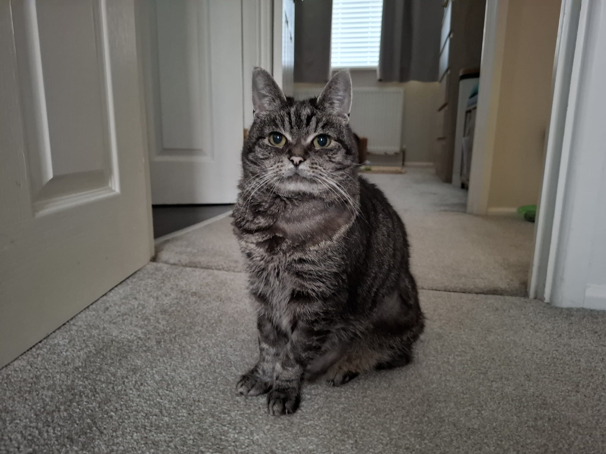A tabby cat with green eyes sits on a light-colored carpet in a hallway, looking directly at the camera. The hallway has open doors, light walls, and a window with blinds in the background.