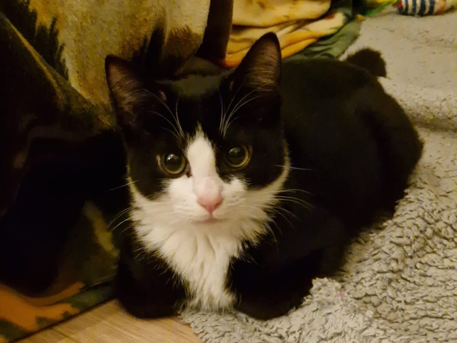 A black and white cat with large green eyes sits on a gray textured rug, looking directly at the camera. The background shows part of a blanket and a wooden floor.