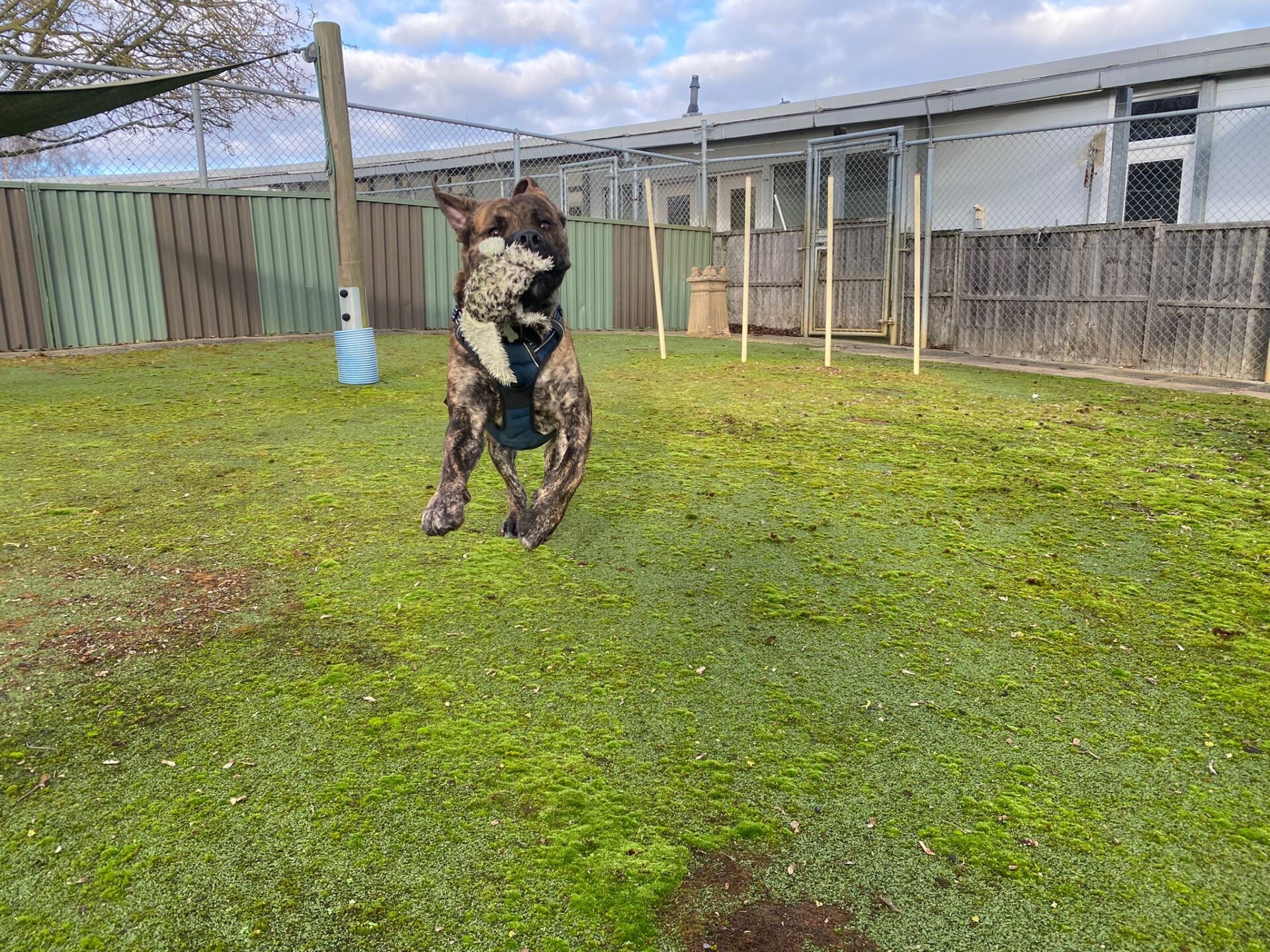 A brindle dog wearing a harness jumps mid-air while holding a tennis ball in its mouth on a green, grassy field near a fenced area and building.