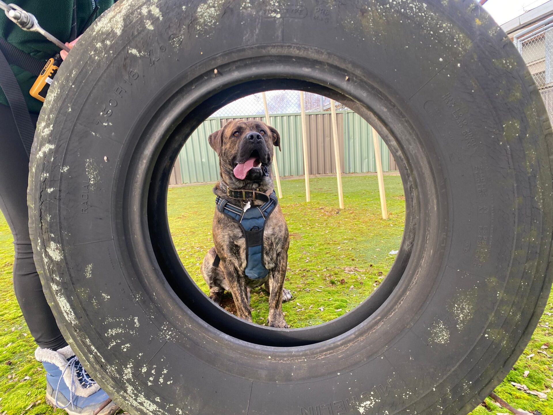 A brown, brindle dog wearing a harness sits on grass, framed perfectly in the center of a large, upright tire. A persons legs and hand holding a leash are visible on the left side of the image.