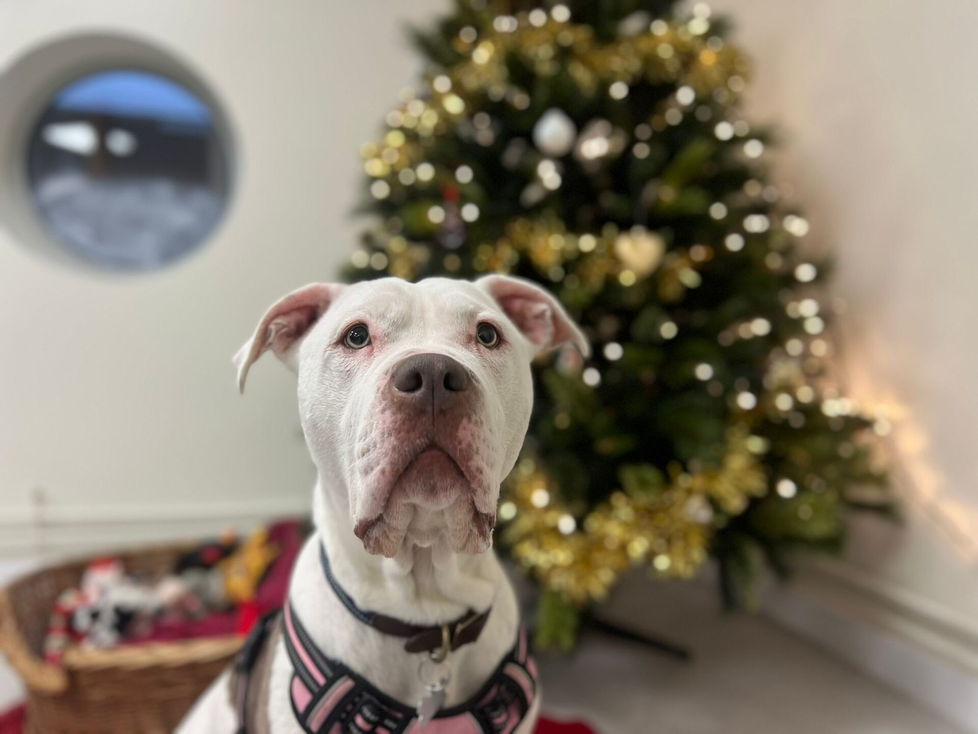 A white dog wearing a harness sits indoors in front of a decorated Christmas tree with gold garland and ornaments. A basket with toys is visible to the left, and a round window is in the background.