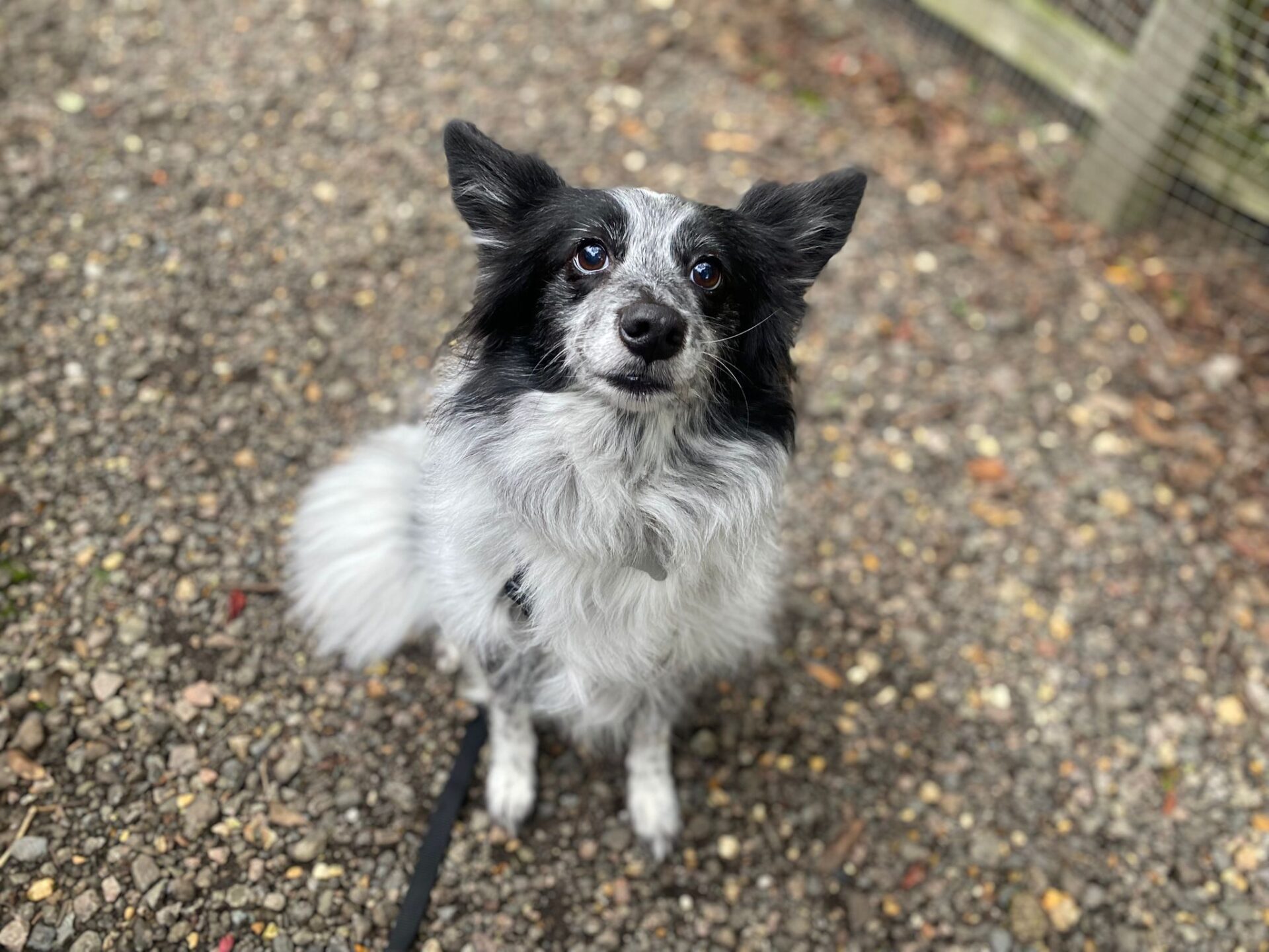 A black and white dog with pointy ears sits on a gravel path, looking up with an alert and friendly expression. A leash is attached to its collar, and a wooden fence is in the background.
