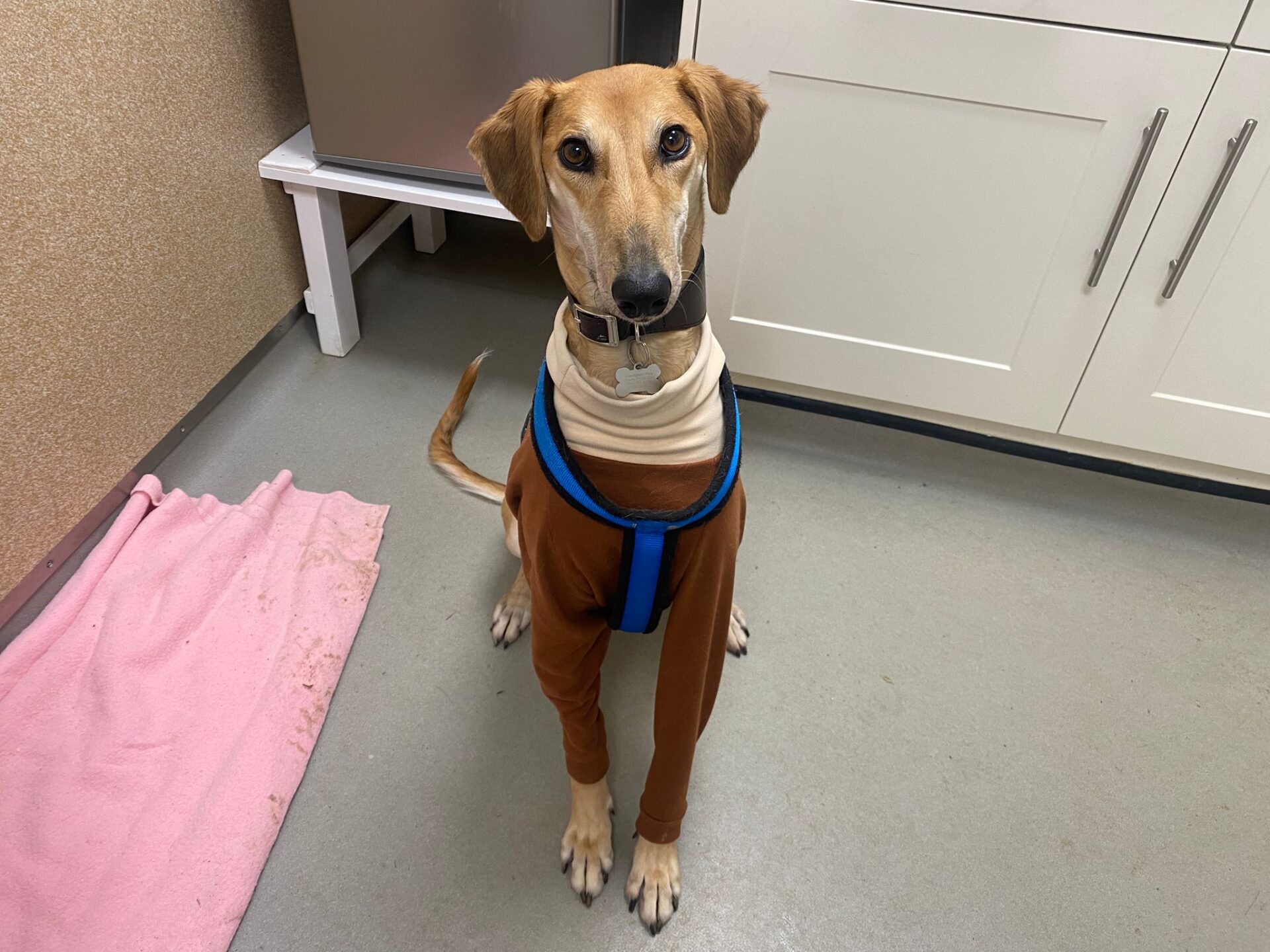 A slender Lukka Lurcher dog with light brown fur and a long snout sits on a grey floor, wearing a brown and blue bodysuit. The dog is indoors near white cabinets and a pink towel.
