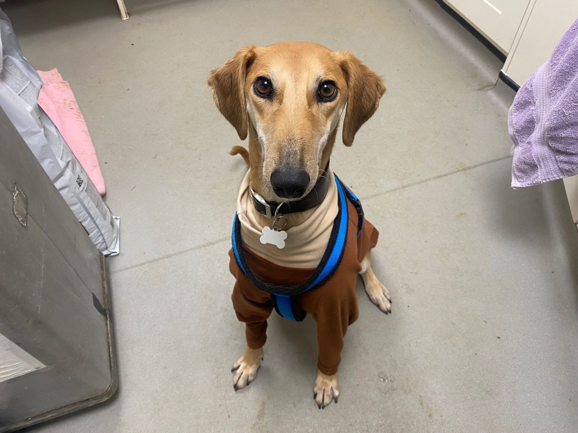 A Lukka Lurcher dog with a long snout and floppy ears sits indoors on a light-colored floor, wearing a brown and tan outfit with a blue harness and bone-shaped tag, looking up at the camera.