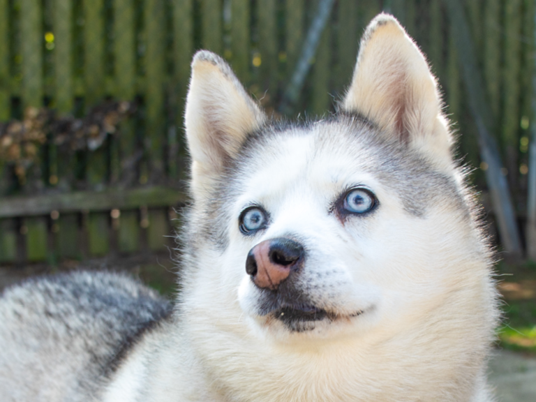 A husky with blue eyes looks up to the camera. A green circle in the top left corner displays the name Aerith in white text. A wooden fence and trees are in the background.