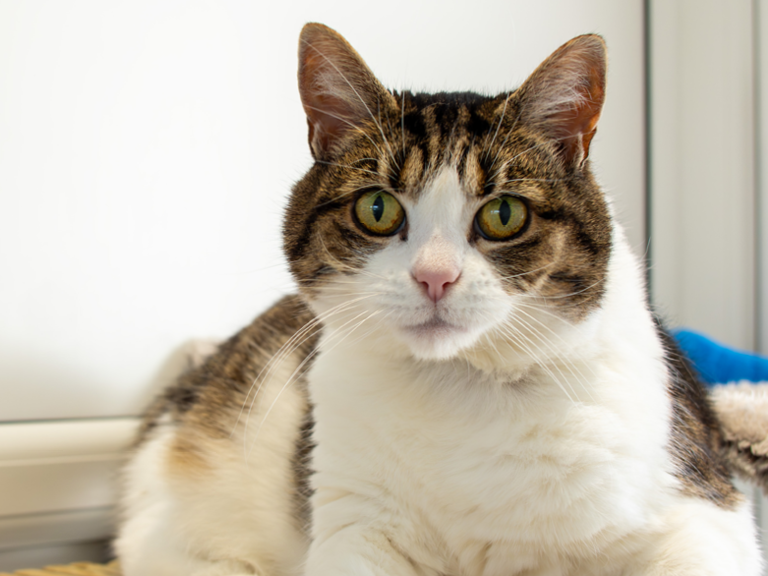 A tabby and white cat with green eyes looks at the camera. In the top left corner, an orange circle contains the name Gussie in white text.