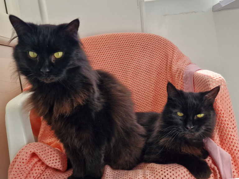 Two fluffy black cats sit together on a white chair covered with a pink textured blanket. An orange circle with text points to them, reading Jack and Jilly.