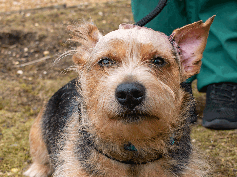 A small brown and black dog sits outside. A green circle with the name Norman in white text is displayed near the dog's head.