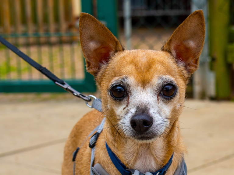 A small brown and white dog with large ears looks at the camera while on a lead. A green circle with the name Scody is in the top left corner.