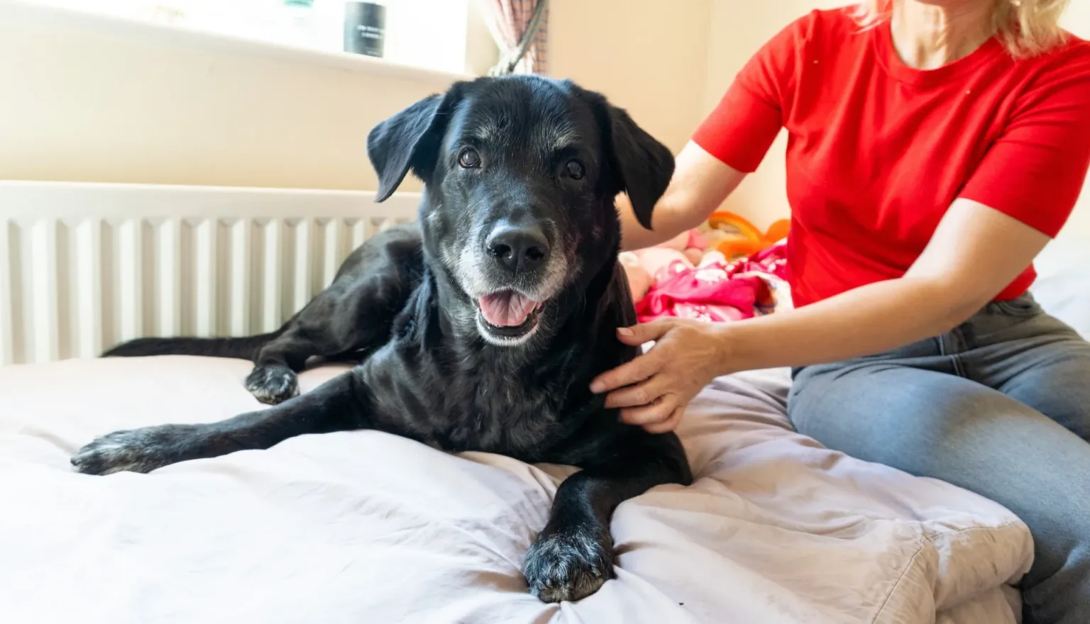 A black dog with a greying muzzle lies on a bed, looking at the camera. A person in a red shirt and jeans sits beside the dog, gently stroking it. Bright daylight shines into the cosy room.