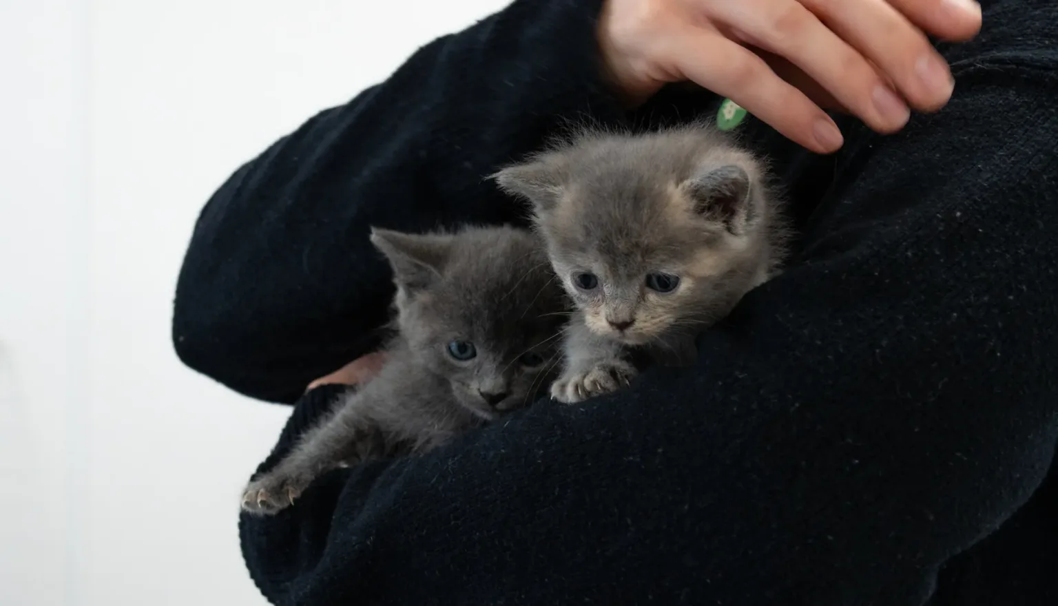 A person in a dark jumper gently holds two small grey kittens, Butter and Marge, in their arms. One kitten looks forward whilst the other looks to the side.