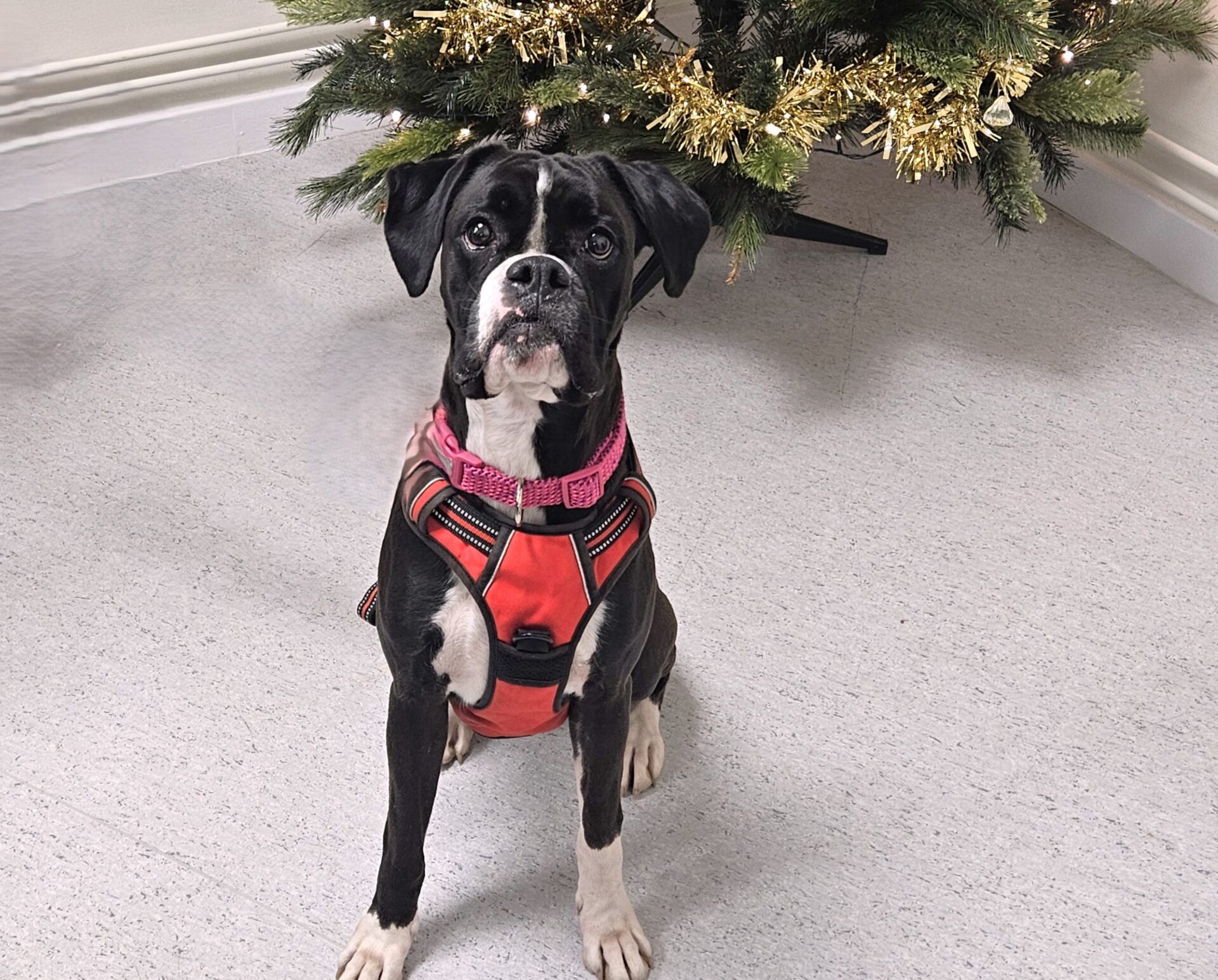A black and white Boxer wearing a red harness and pink collar sits on a light floor in front of a decorated Christmas tree with gold tinsel.