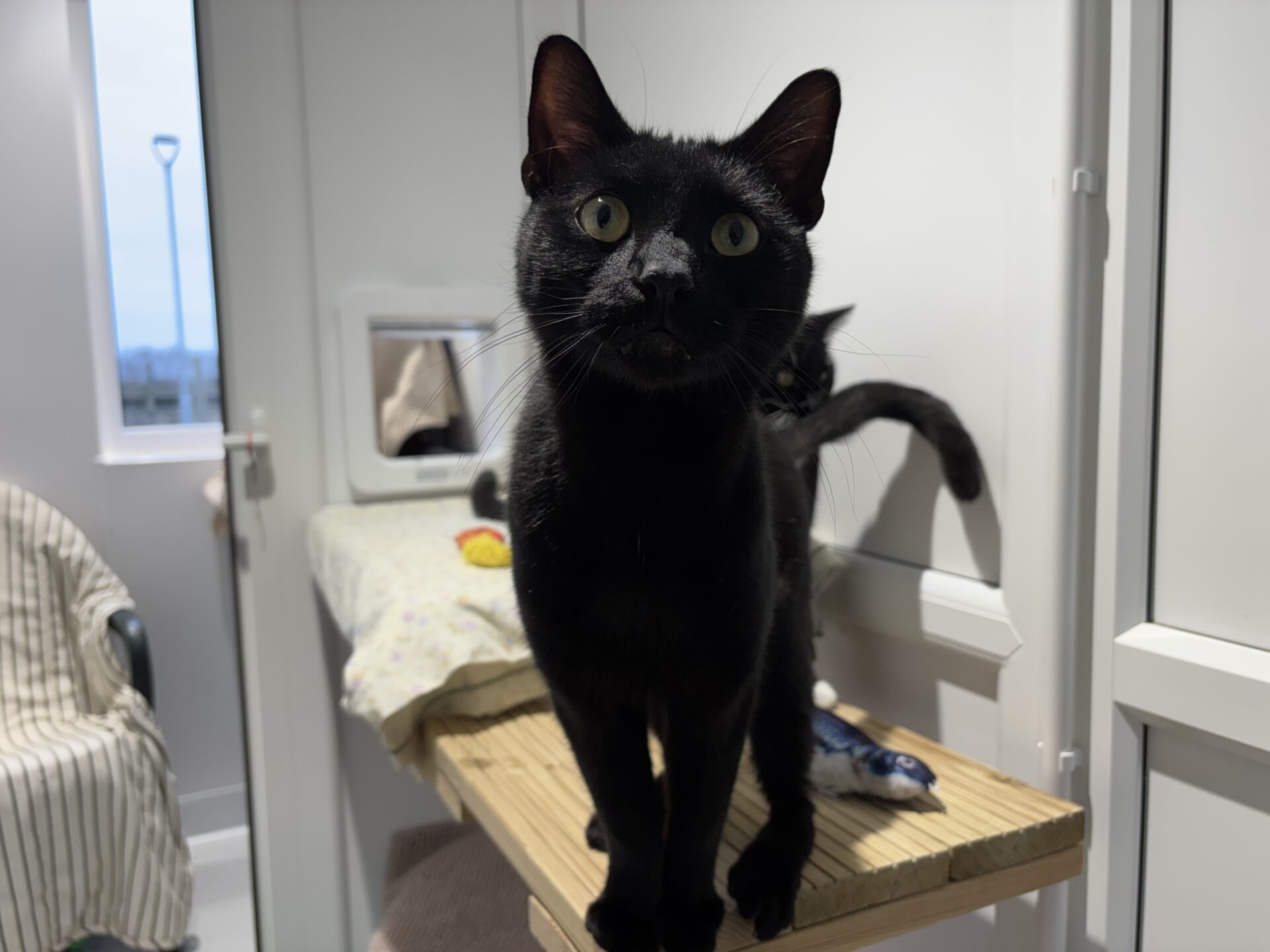 A black cat stands on a wooden shelf, looking directly at the camera. Another black cat is partially visible behind it. The room has white walls, a window, and a cat flap in the background.