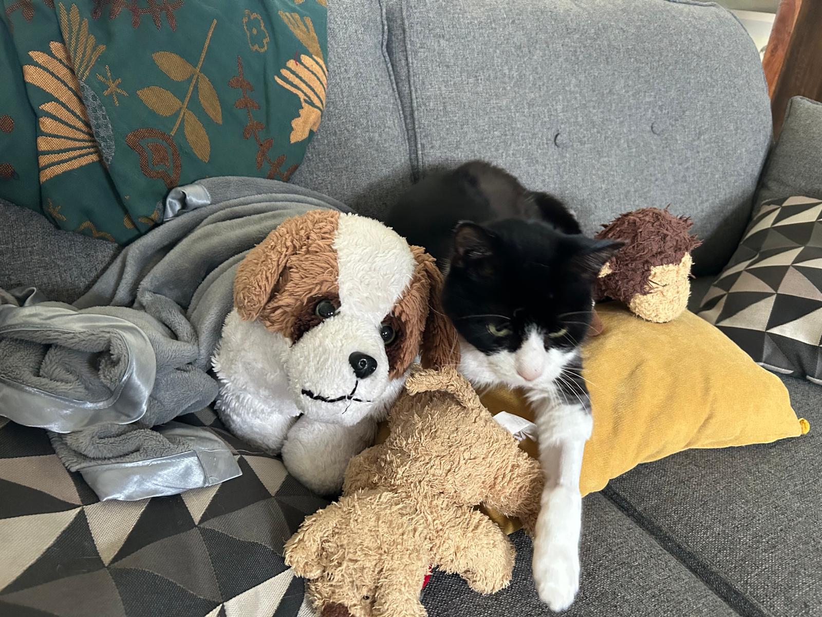 A black and white cat lounges on a grey couch surrounded by several plush toys, including a large dog, a small bear, and another brown stuffed animal, with patterned pillows in the background.