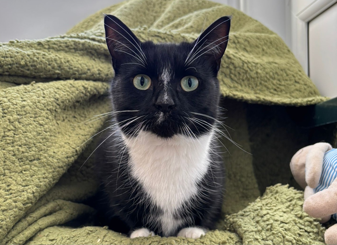 A black and white cat with green eyes sits on a green textured blanket, looking directly at the camera. There is a soft toy partially visible on the right side of the image.