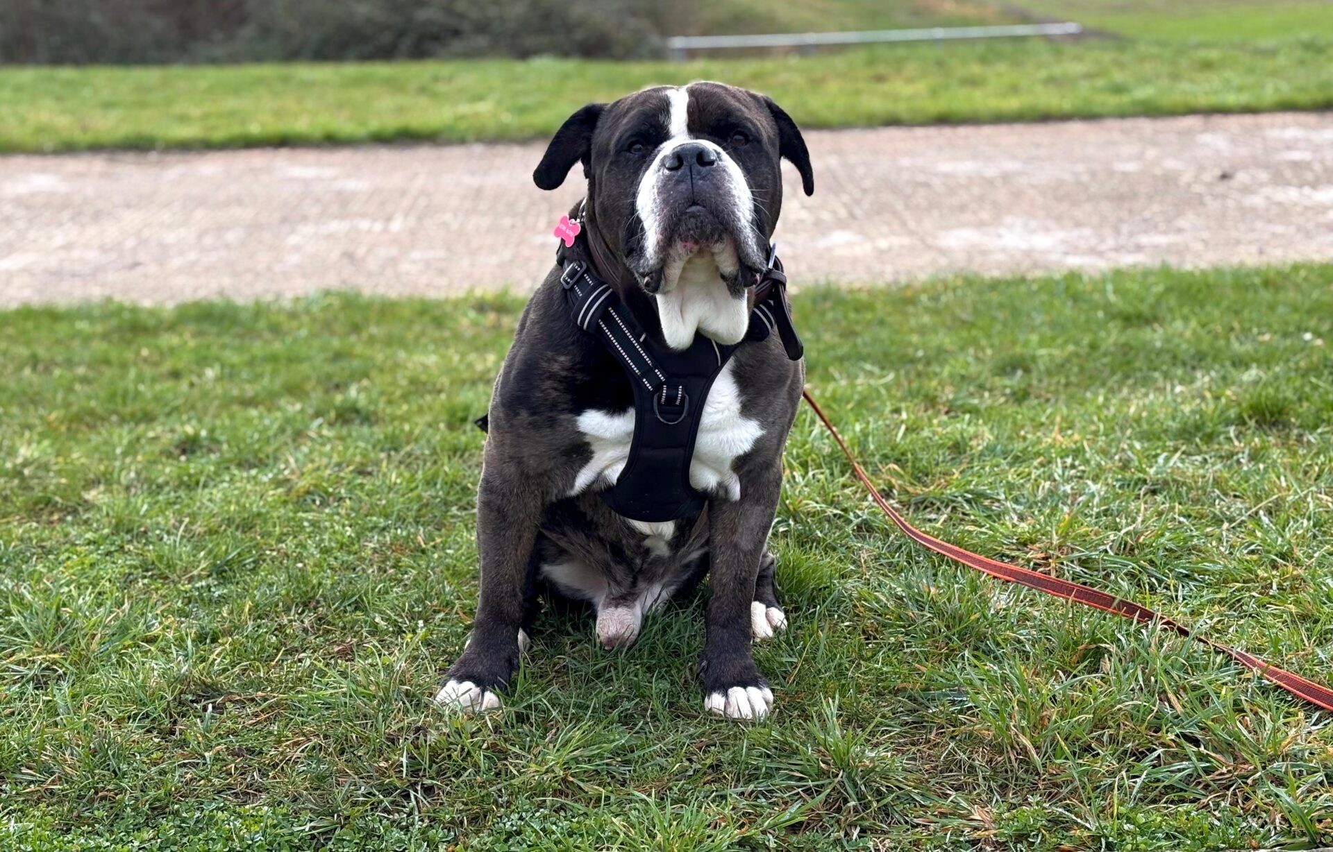 A brindle and white dog wearing a harness and leash sits on green grass with a path and more grass in the background.