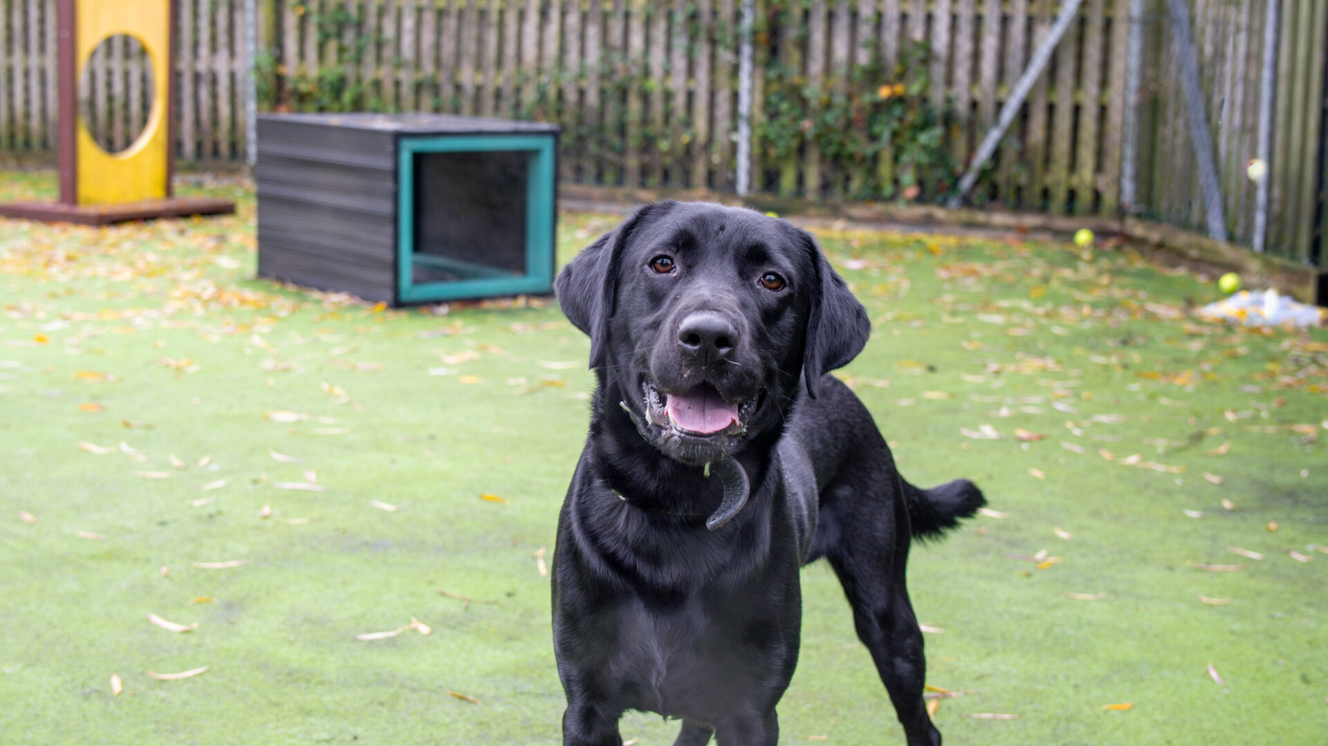 A black Labrador dog stands on green artificial grass in a fenced outdoor area, looking at the camera with its mouth slightly open. There is a rectangular black structure and a yellow object in the background.