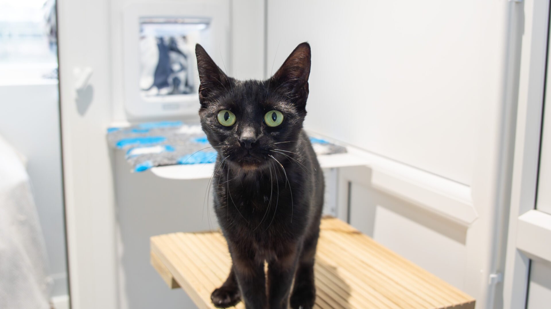A black cat with large green eyes stands on a wooden platform in a bright, modern room, looking directly at the camera.