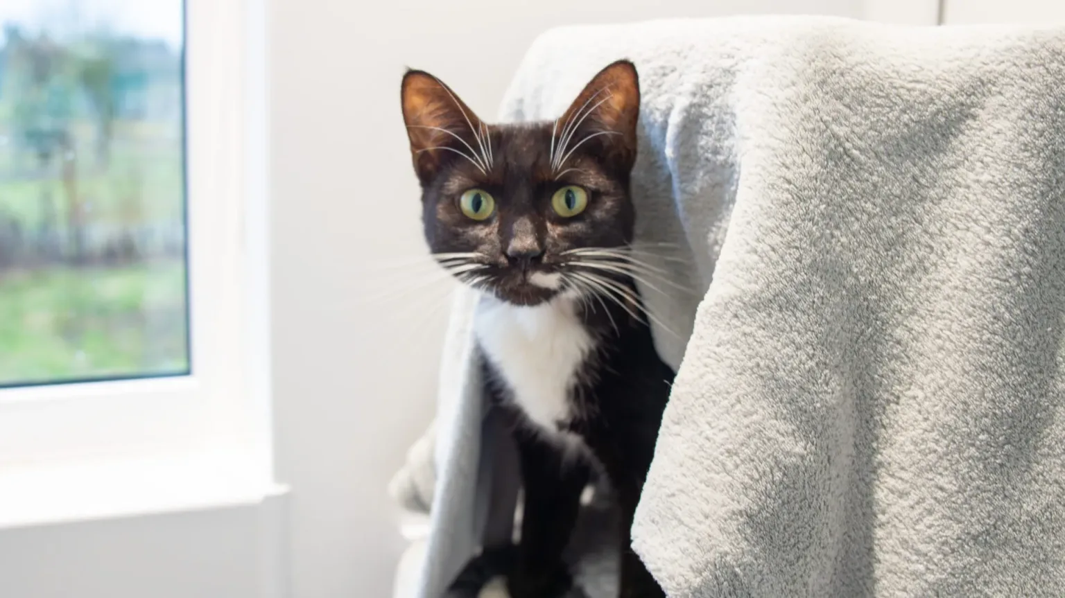 A black and white tuxedo cat with bright green eyes sits on a chair draped with a light gray towel, looking alertly at the camera. A window with a blurred outdoor view is in the background.