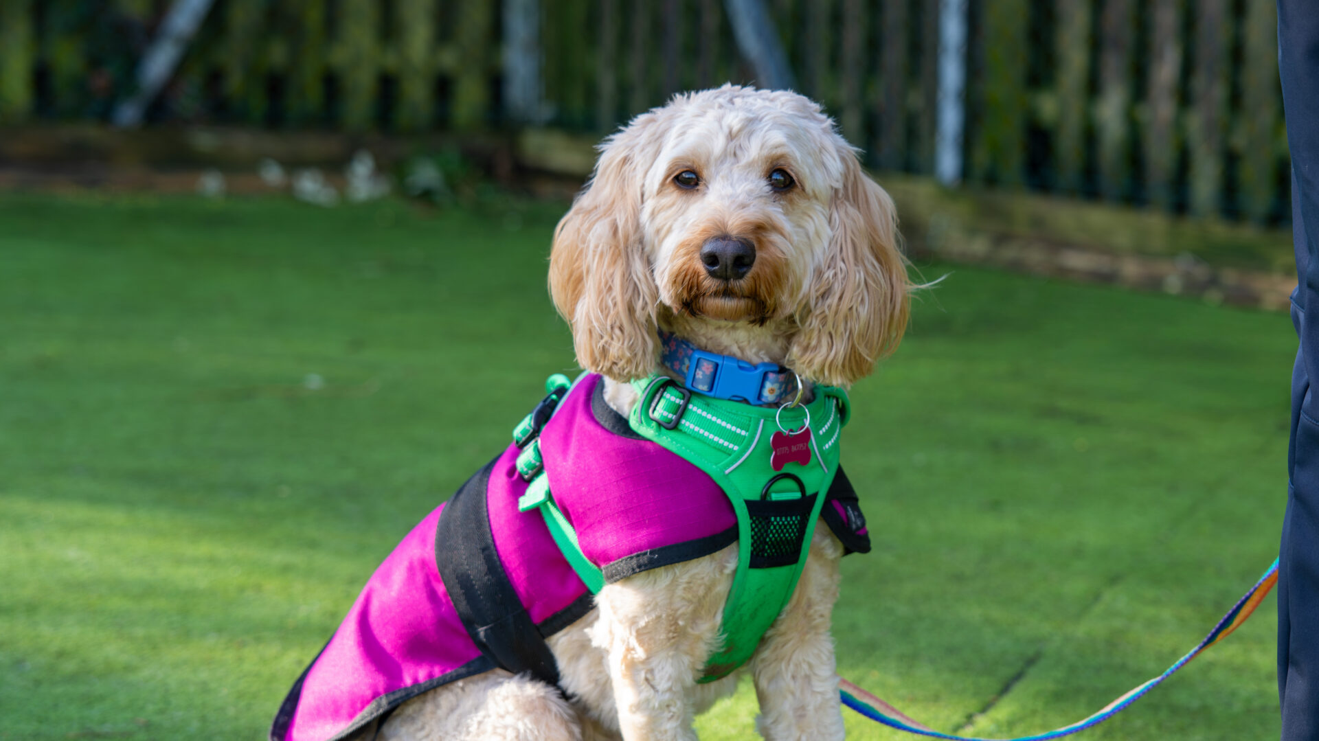 A light-coloured dog with curly fur sits on green grass, wearing a bright green harness and a purple coat. A person standing nearby holds the dog's lead. A wooden fence is blurred in the background.
