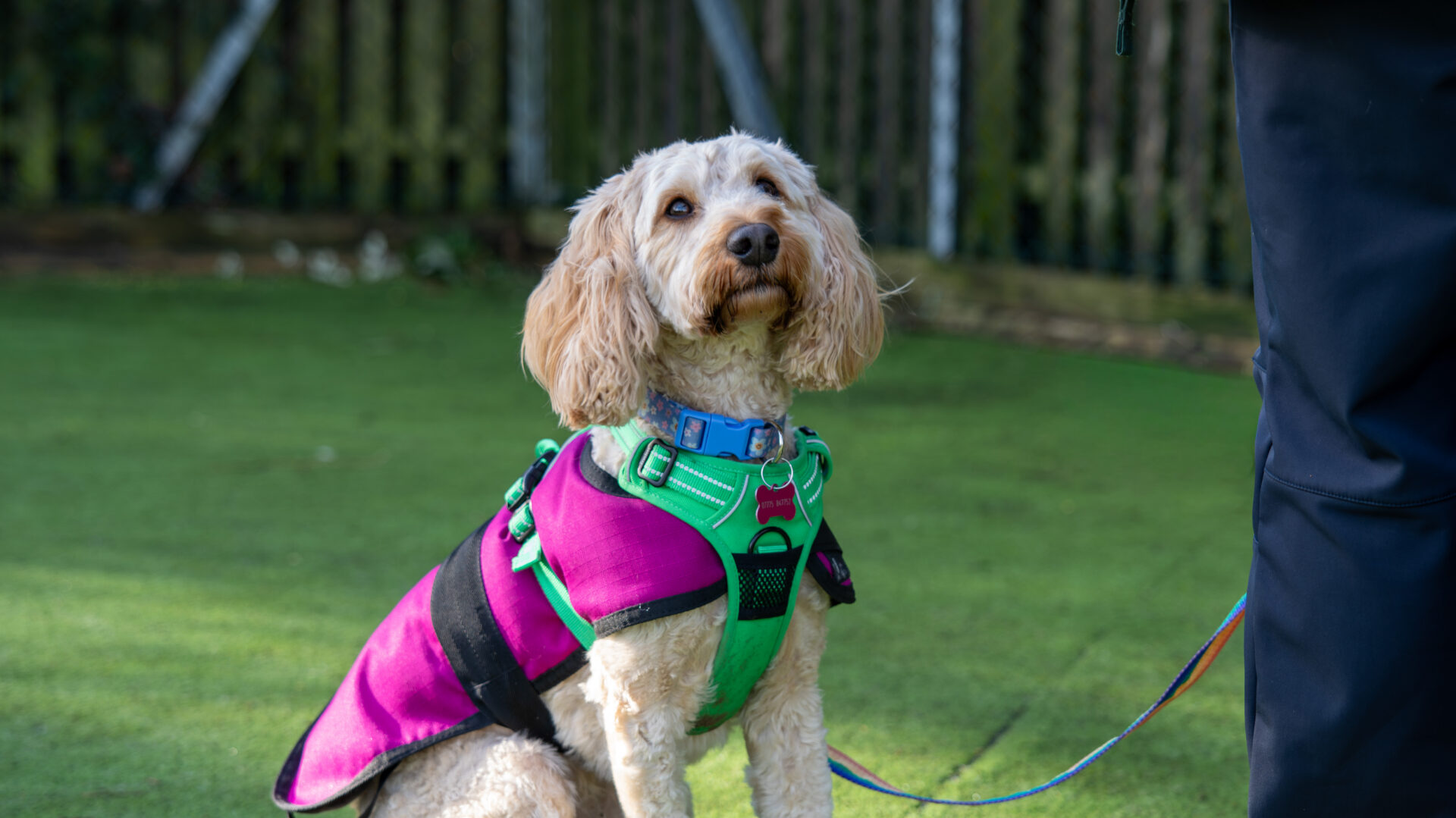 A light-coloured dog wearing a purple coat and green harness sits on grass, looking up. Part of a person holding the lead is visible on the right side of the image. A wooden fence is blurred in the background.