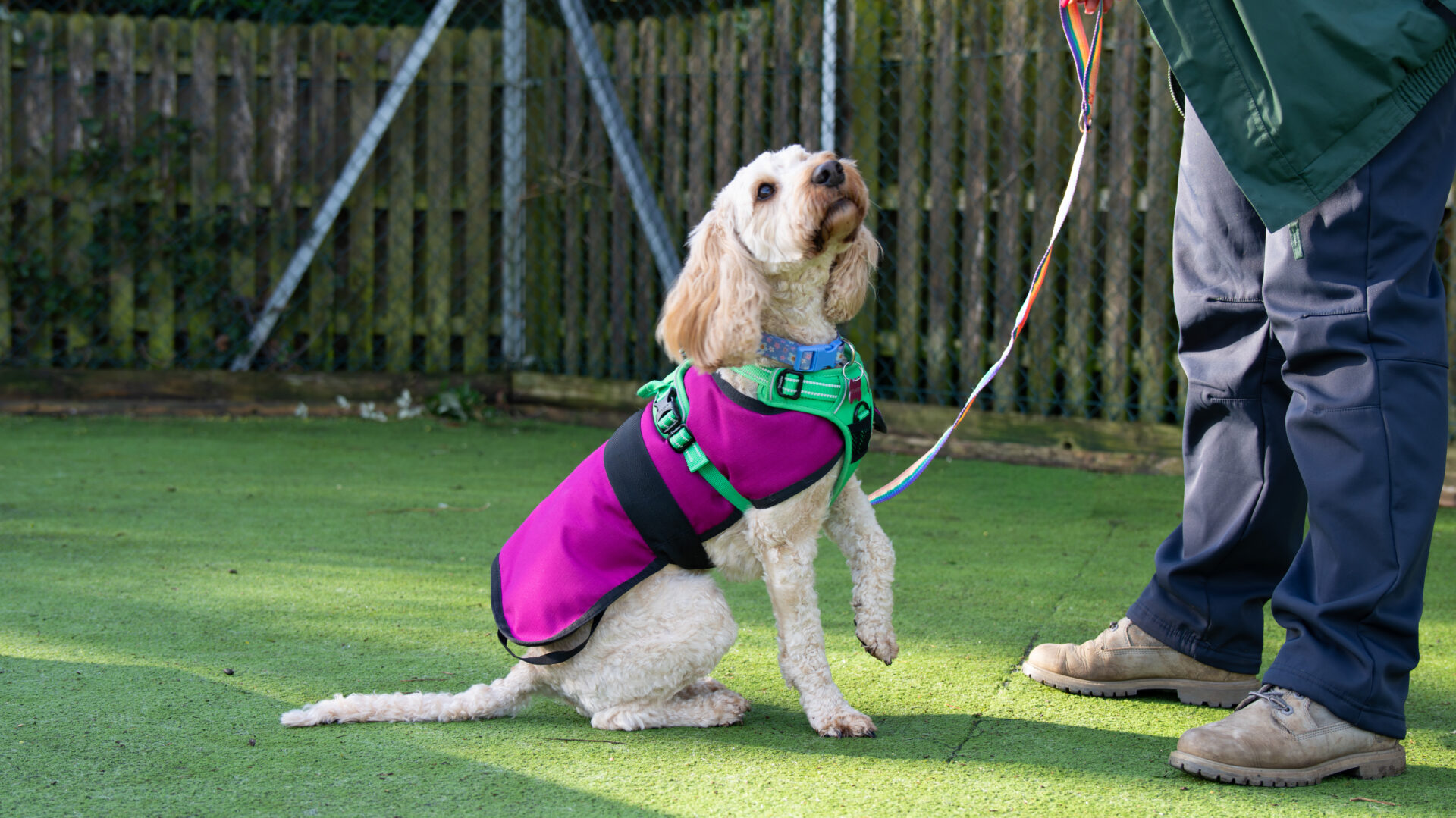 A light-coloured dog wearing a bright purple and black harness sits on green artificial grass, looking up at a person holding its lead, with a wooden fence in the background.