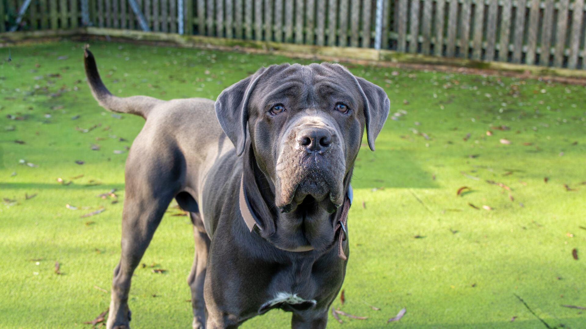A large, gray Mastiff dog stands on green grass, looking directly at the camera with ears slightly drooped. A wooden fence and scattered leaves are visible in the background.