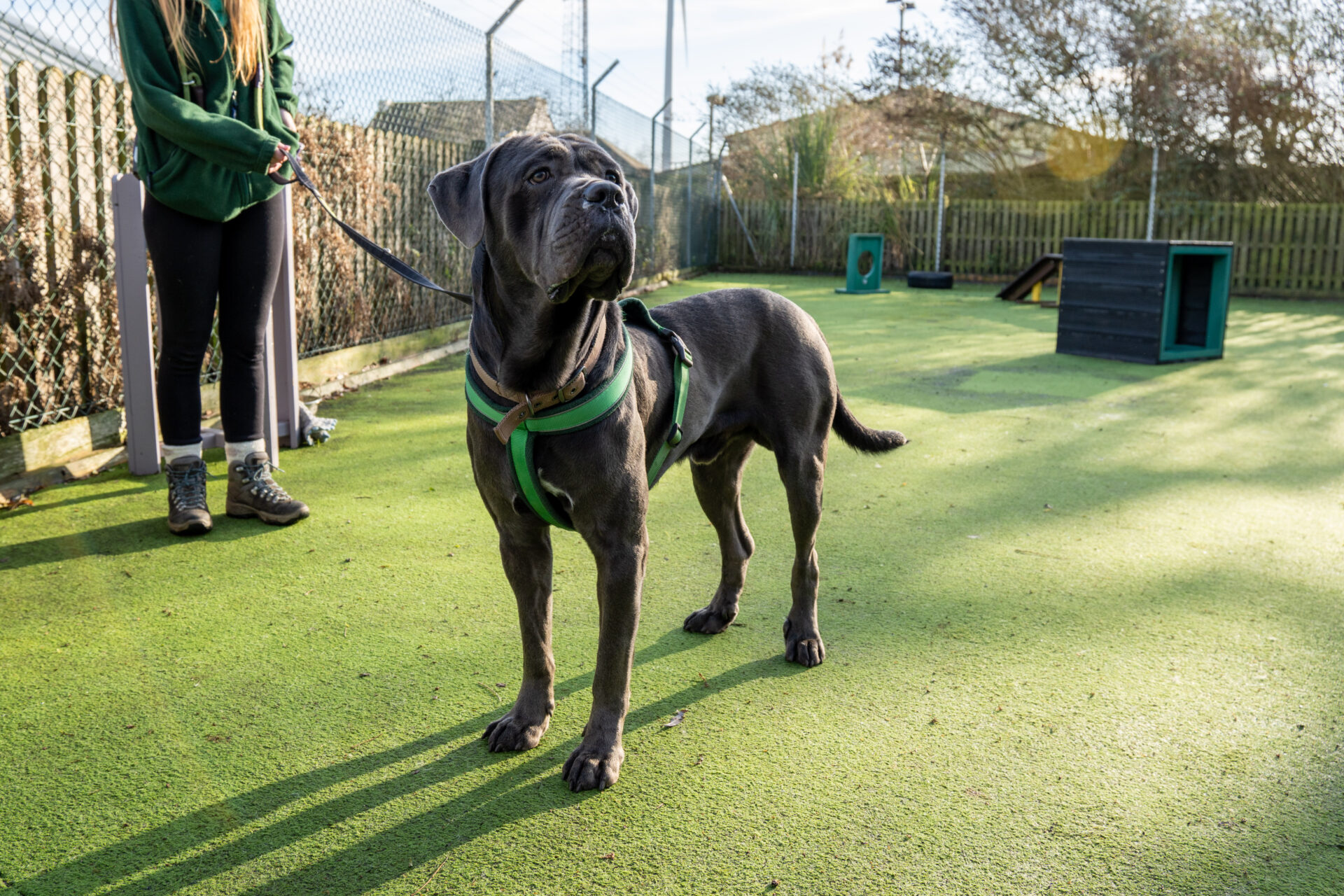 A large, dark gray dog wearing a green harness stands on artificial grass, held on a leash by a person. There is a fenced area with agility equipment in the background.