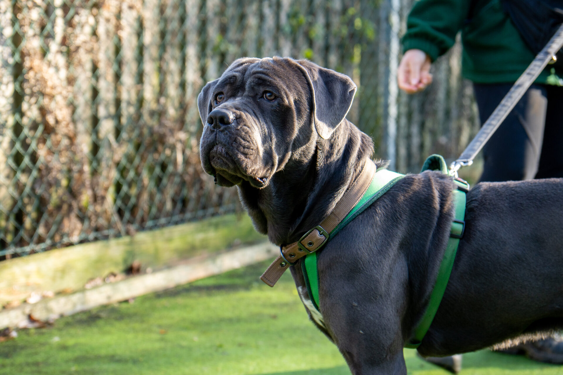 A large, gray dog wearing a green harness stands alert on a leash outdoors, with a person partially visible behind holding the leash. The background shows a fence and greenery.