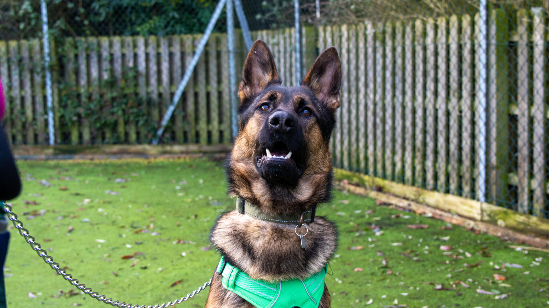 A German Shepherd wearing a green harness looks up alertly while on a leash in an outdoor fenced area with grass and leaves.