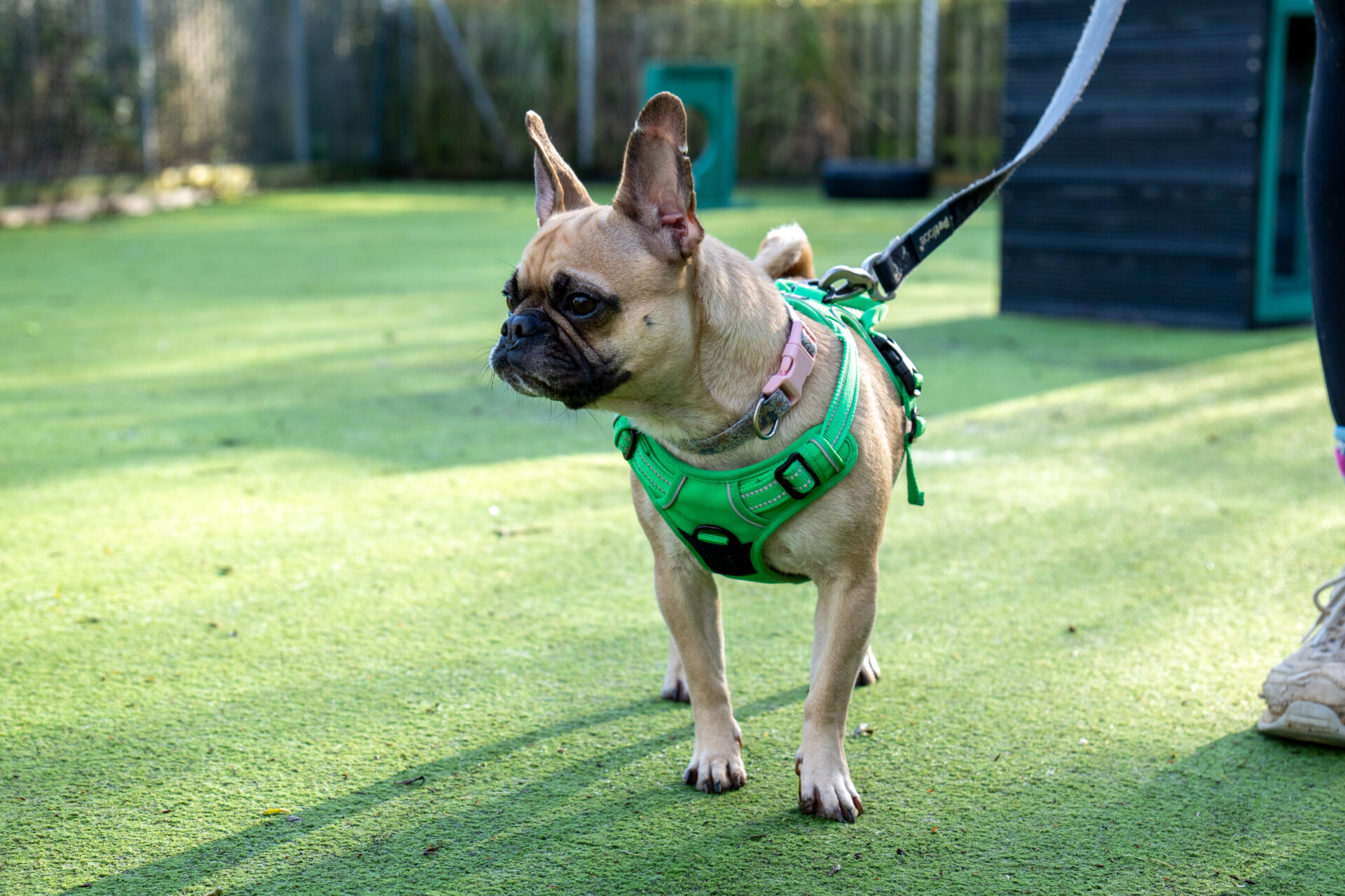 A small tan French Bulldog cross wearing a green harness stands on grass, attached to a leash held by a person partially visible on the right. The dog looks alert and slightly to the left.