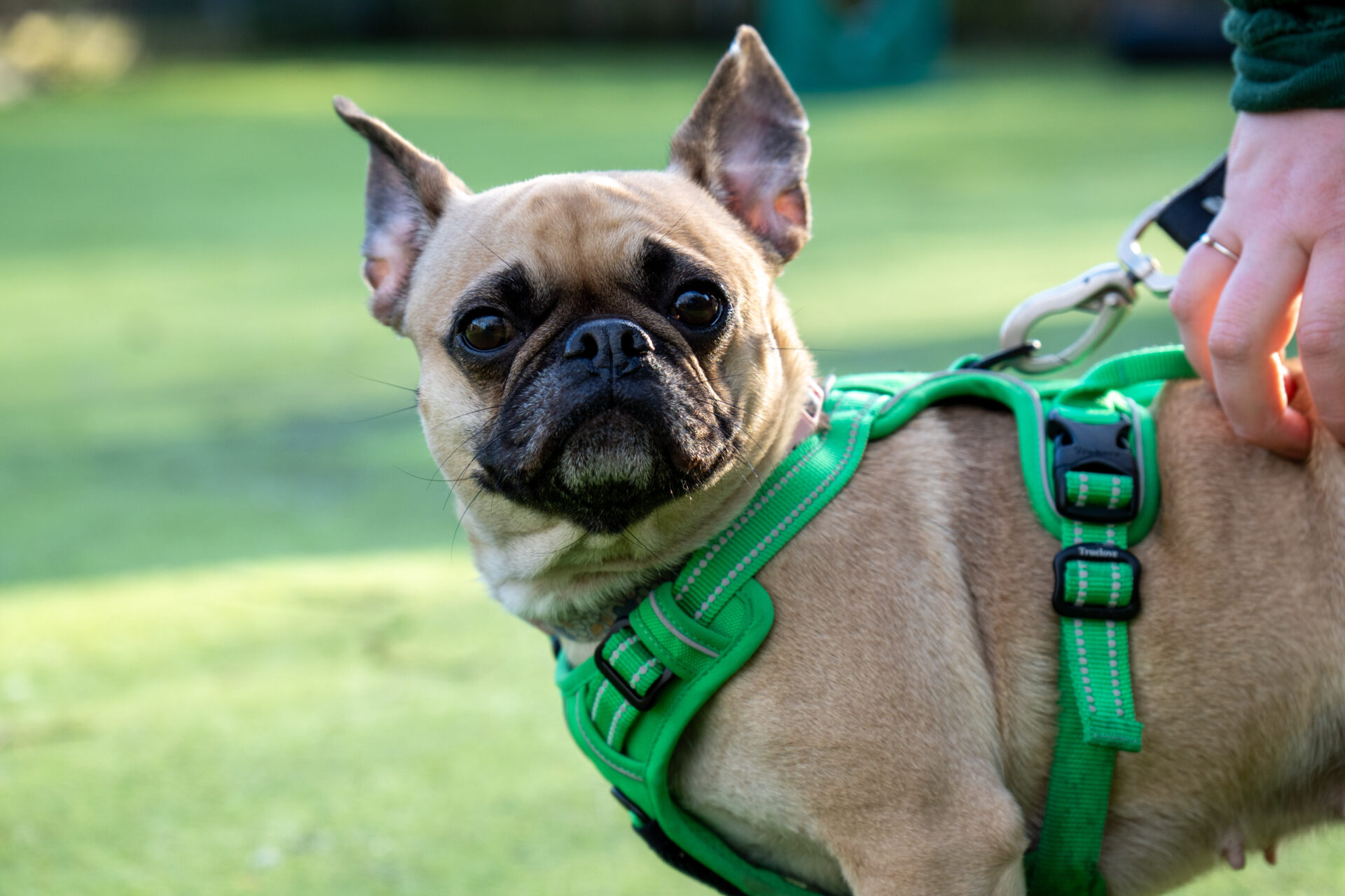 A small tan French Bulldog cross wearing a bright green harness stands on grass, looking directly at the camera. A hand gently holds the dogs harness near its back.