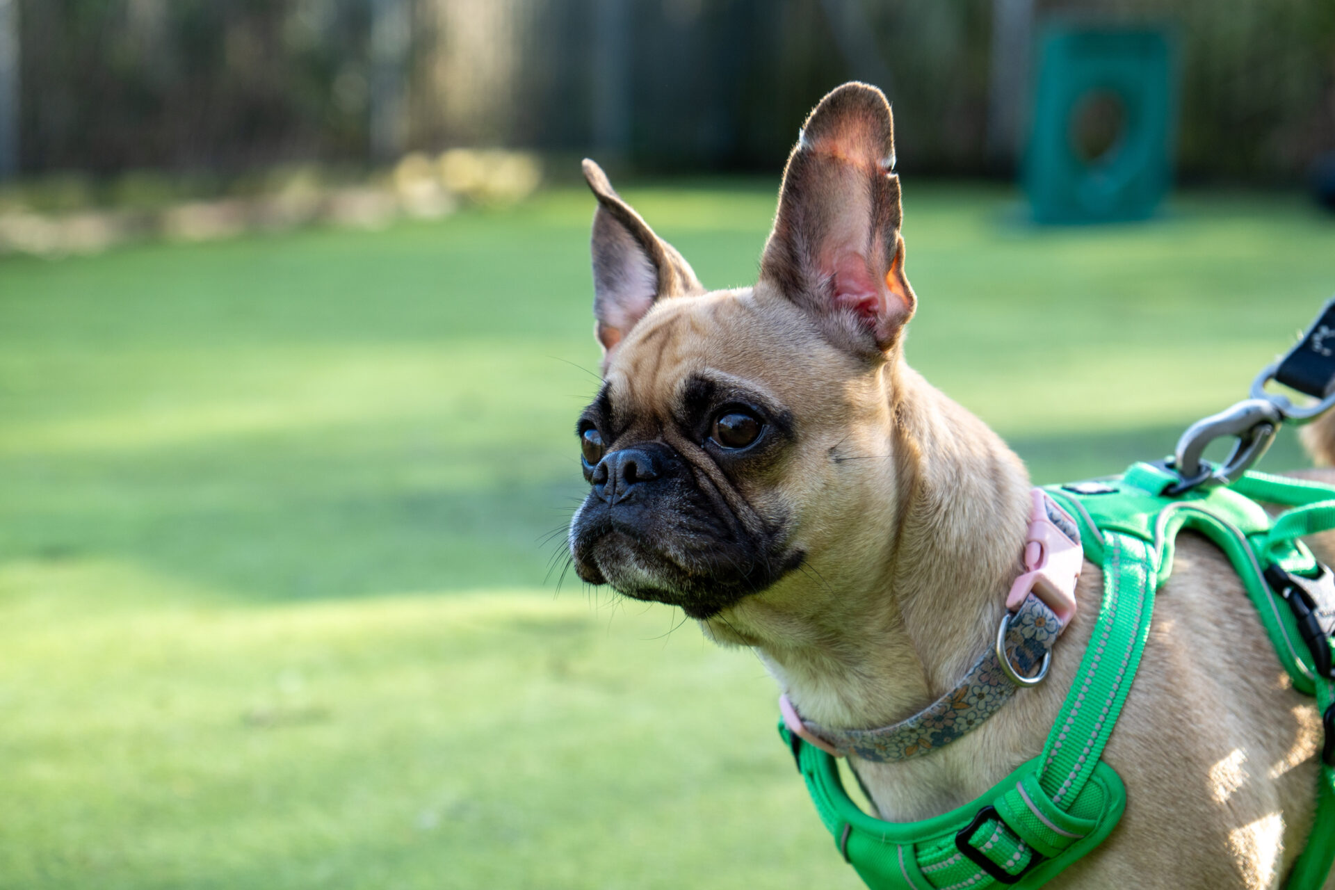 A tan French Bulldog cross with large ears wears a green harness and stands outdoors on a grassy surface, looking attentively to the side.
