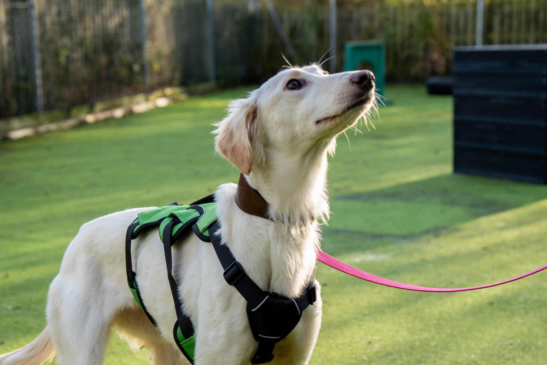 A light-colored Lurcher wearing a harness and a green backpack stands on grass, looking upwards. The dog is on a pink leash, with a fence and some outdoor structures visible in the background.