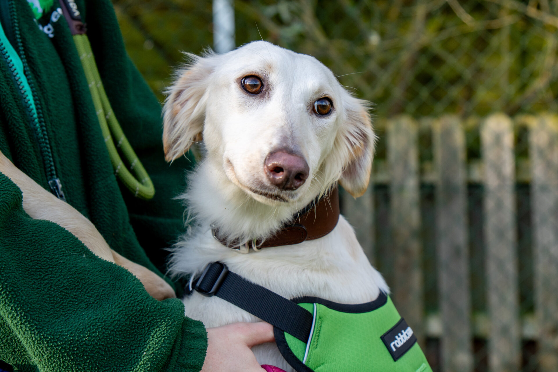 A white Lurcher with light brown ears and big brown eyes wears a green harness, sitting in the arms of a person in a green jacket, outdoors near a wooden fence and greenery.