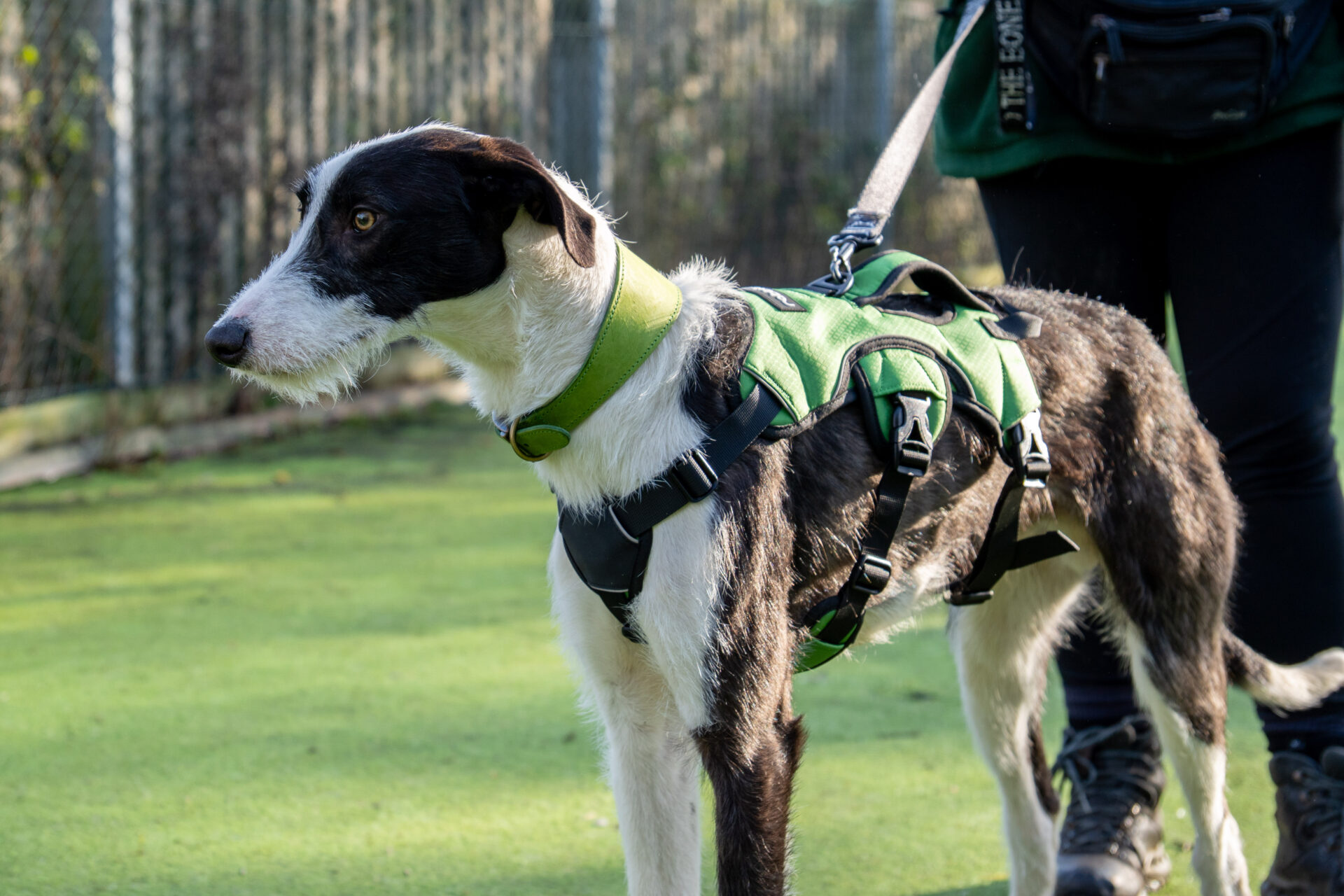 A black and white Lurcher wearing a green harness stands on grass beside a person in a green jacket and boots, with a wire fence in the background.