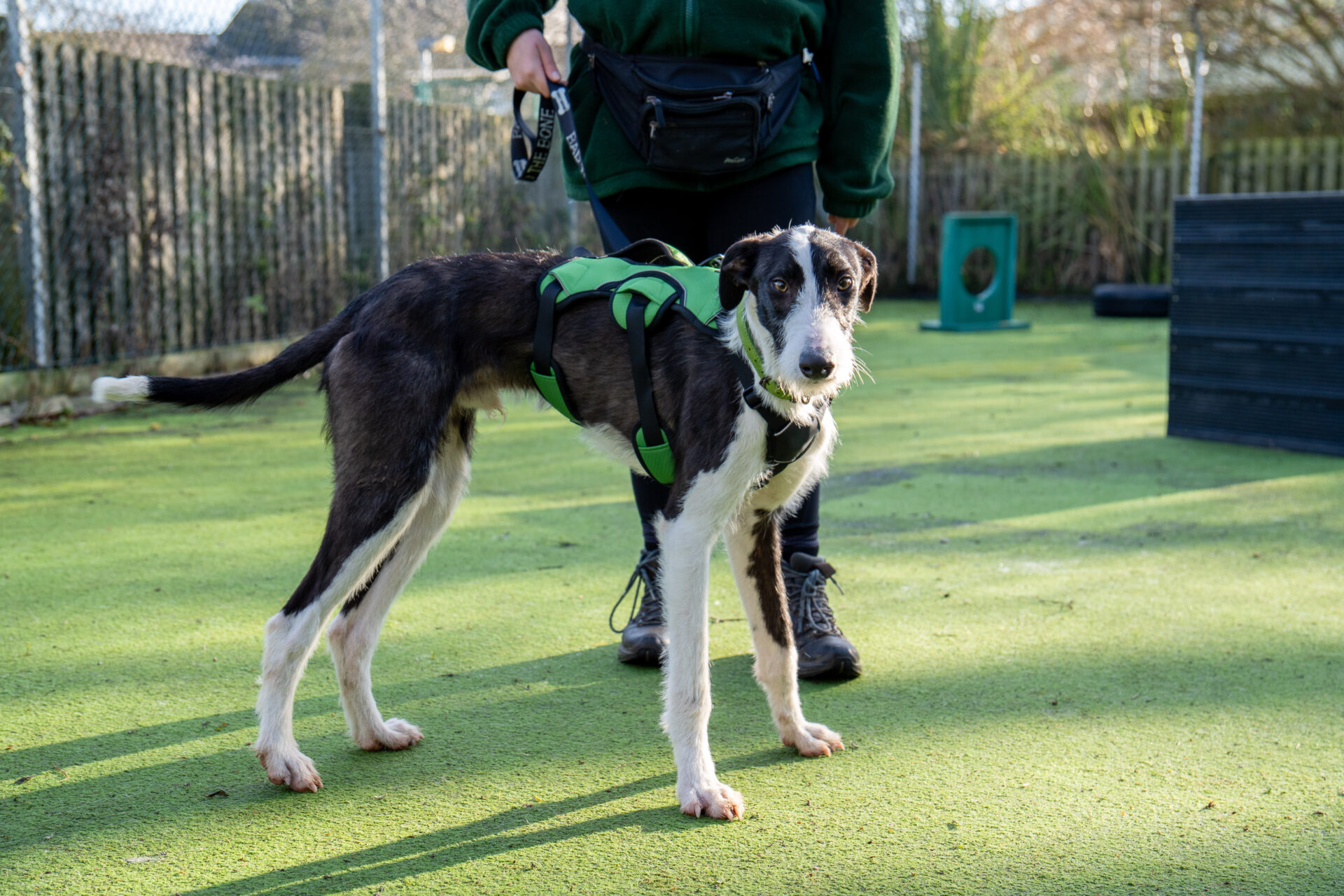 A black and white Lurcher wearing a green harness stands outdoors on green artificial grass, looking at the camera. A person in green clothing holds the dog’s leash in the background.