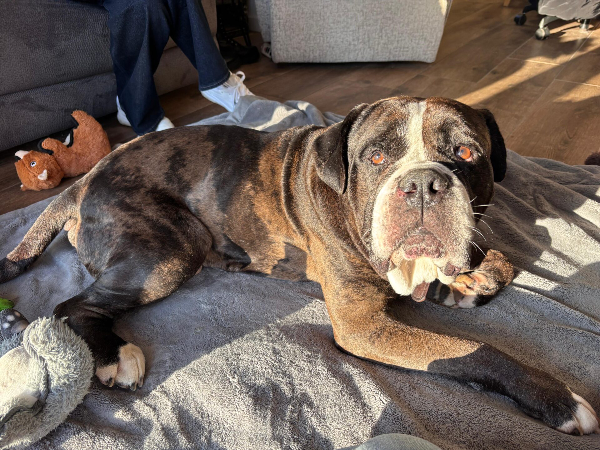 A large brindle dog with a white chest and face lies on a gray blanket in a sunny room, looking up at the camera. A plush toy and a persons legs are visible in the background.