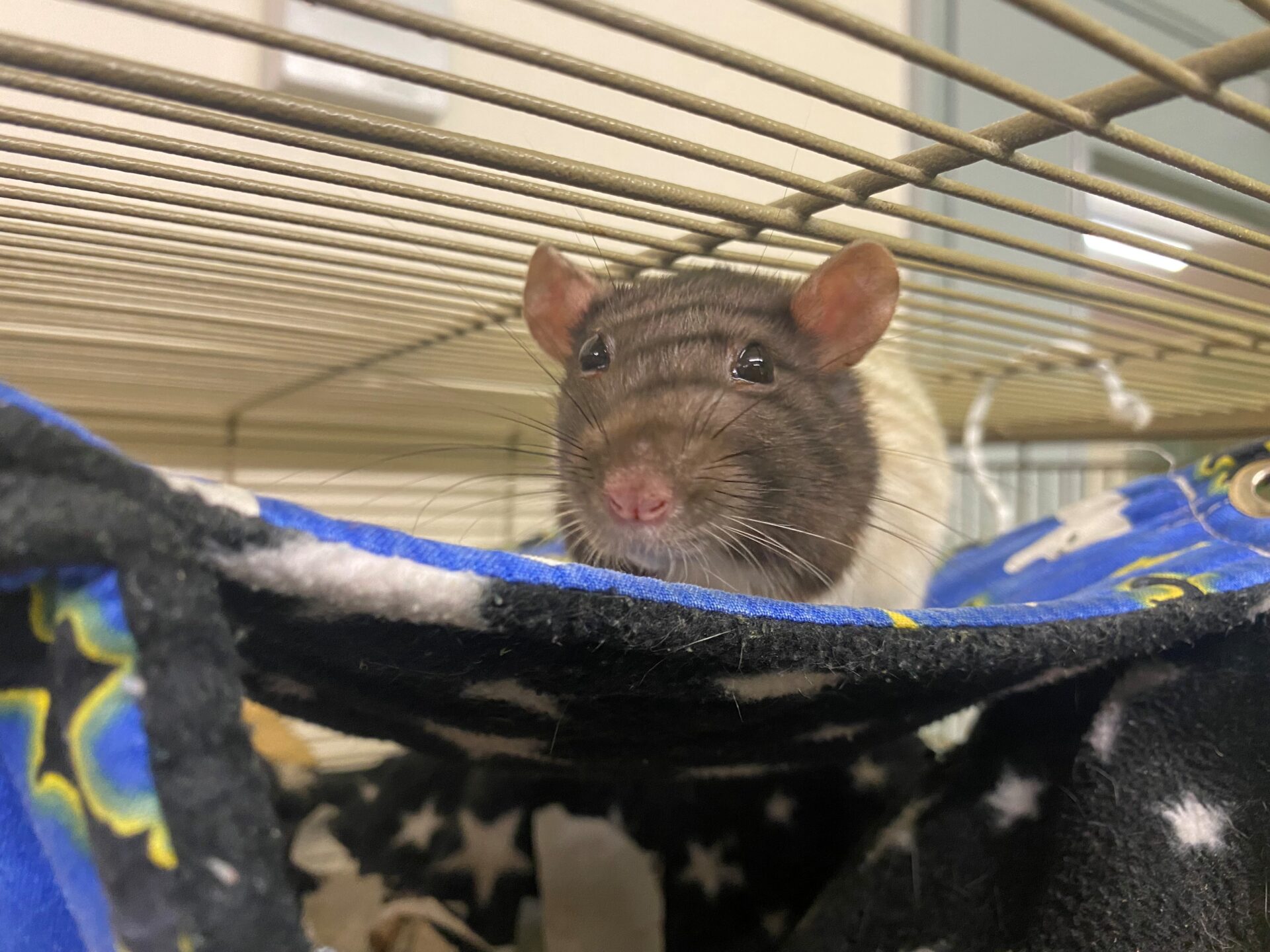 A curious brown and white rat rests on a fleece hammock with star and moon patterns inside a cage, gazing toward the camera.