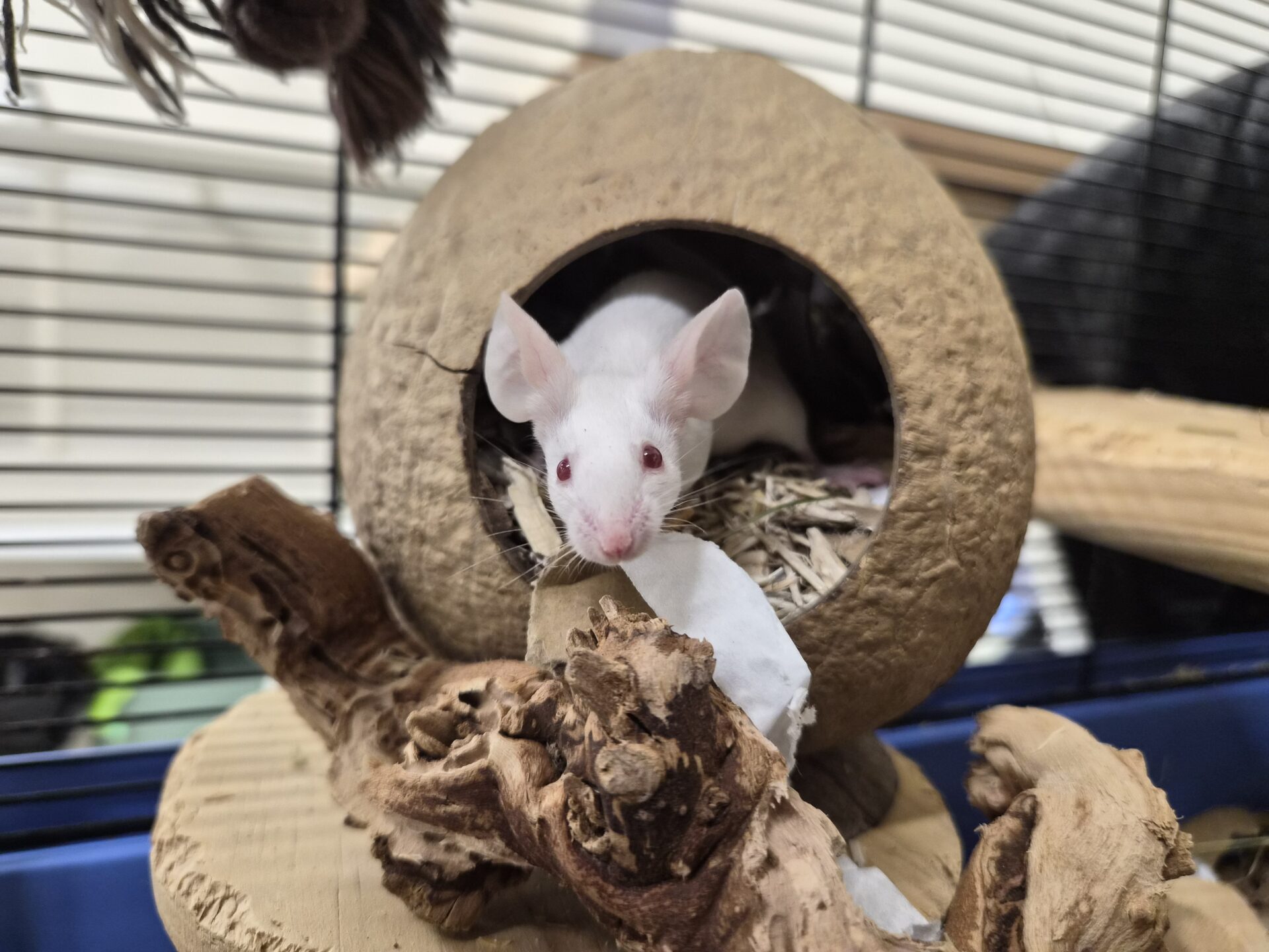 A white mouse with pink ears and eyes peeks out from a round, hollow coconut shell in its cage, surrounded by wooden branches and shredded bedding.