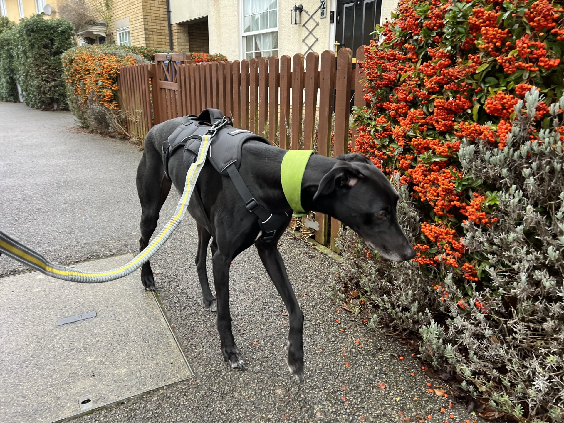 A black Lurcher wearing a green collar and harness sniffs near a bush with bright orange-red berries by the sidewalk, in front of a brown wooden fence and houses.