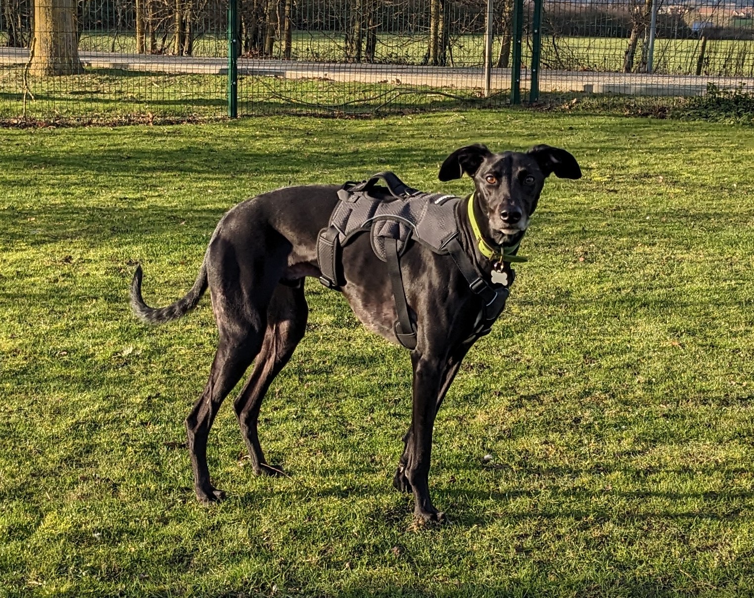 A black Lurcher wearing a harness stands on green grass in a sunlit park, looking toward the camera. Trees and a fence are visible in the background.