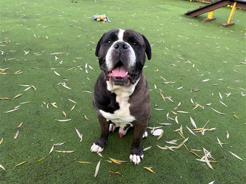 A black and white dog sits on green artificial grass, looking up with its mouth open and tongue visible. Dry leaves are scattered on the ground and playground equipment is in the background.