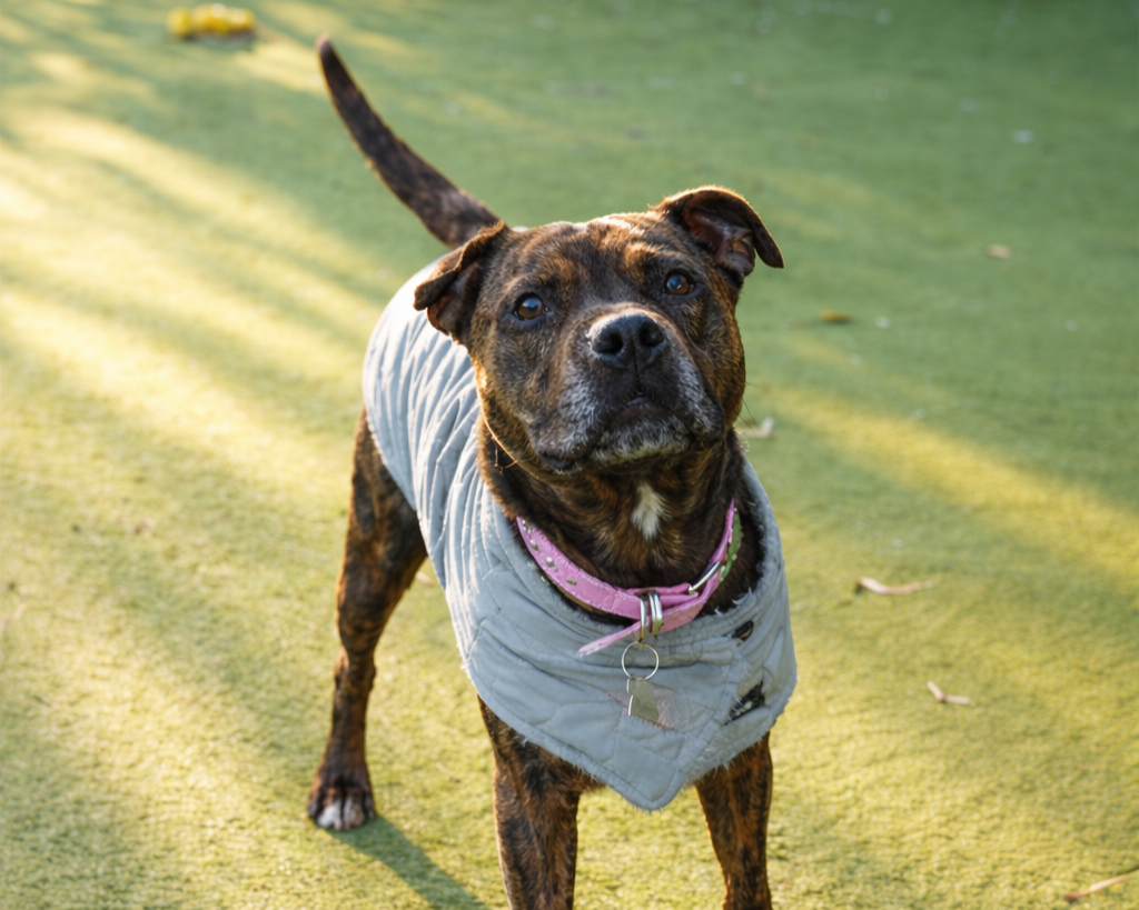A brindle Staffordshire Bull Terrier wearing a gray quilted jacket and pink collar stands on green grass, looking up with an alert expression. Sunlight and shadows are visible in the background.