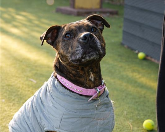 A brindle Staffordshire Bull Terrier wearing a light gray jacket and pink collar sits on grass, looking up attentively. Tennis balls and a building are visible in the background.