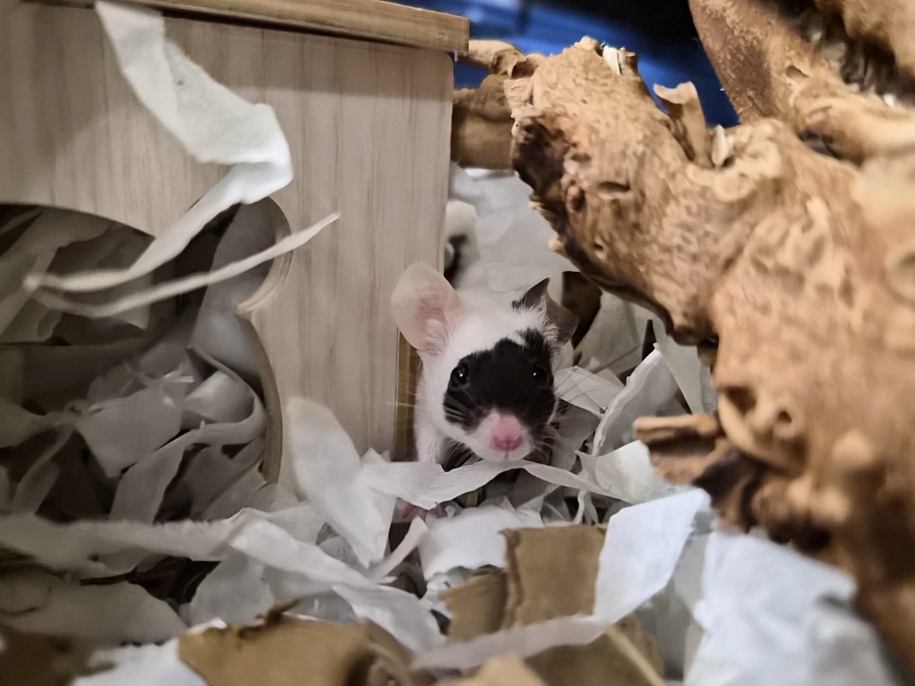A black and white mouse peeks out from shredded paper bedding in its enclosure, partially hidden beside a wooden house and a large piece of textured wood.