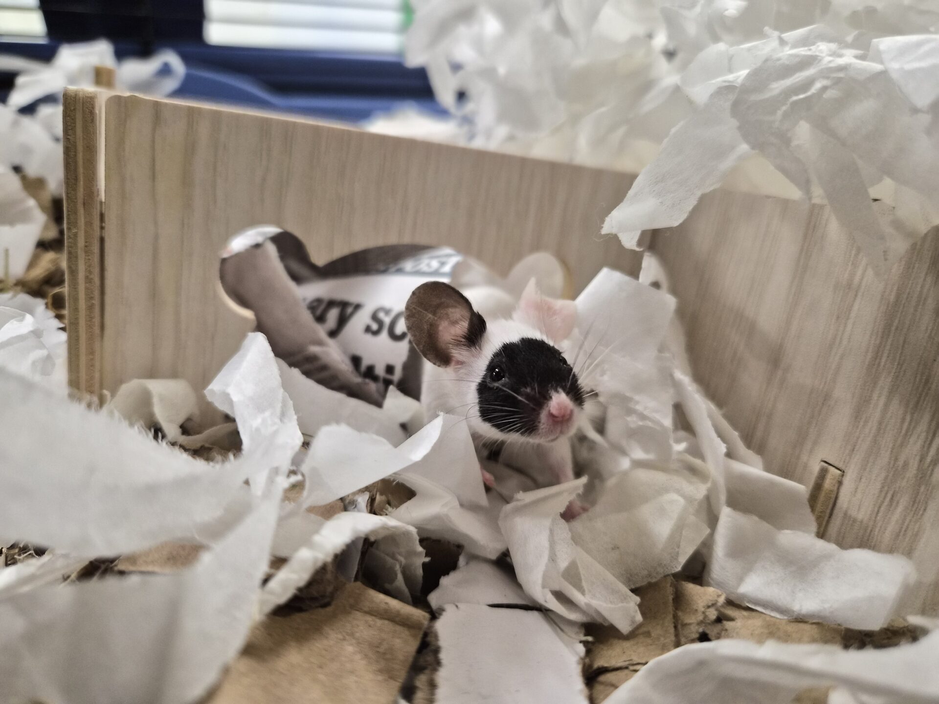 A black and white mouse sits among shredded white paper bedding in a small enclosure with a wooden divider and a cut-out in the shape of a mouse.