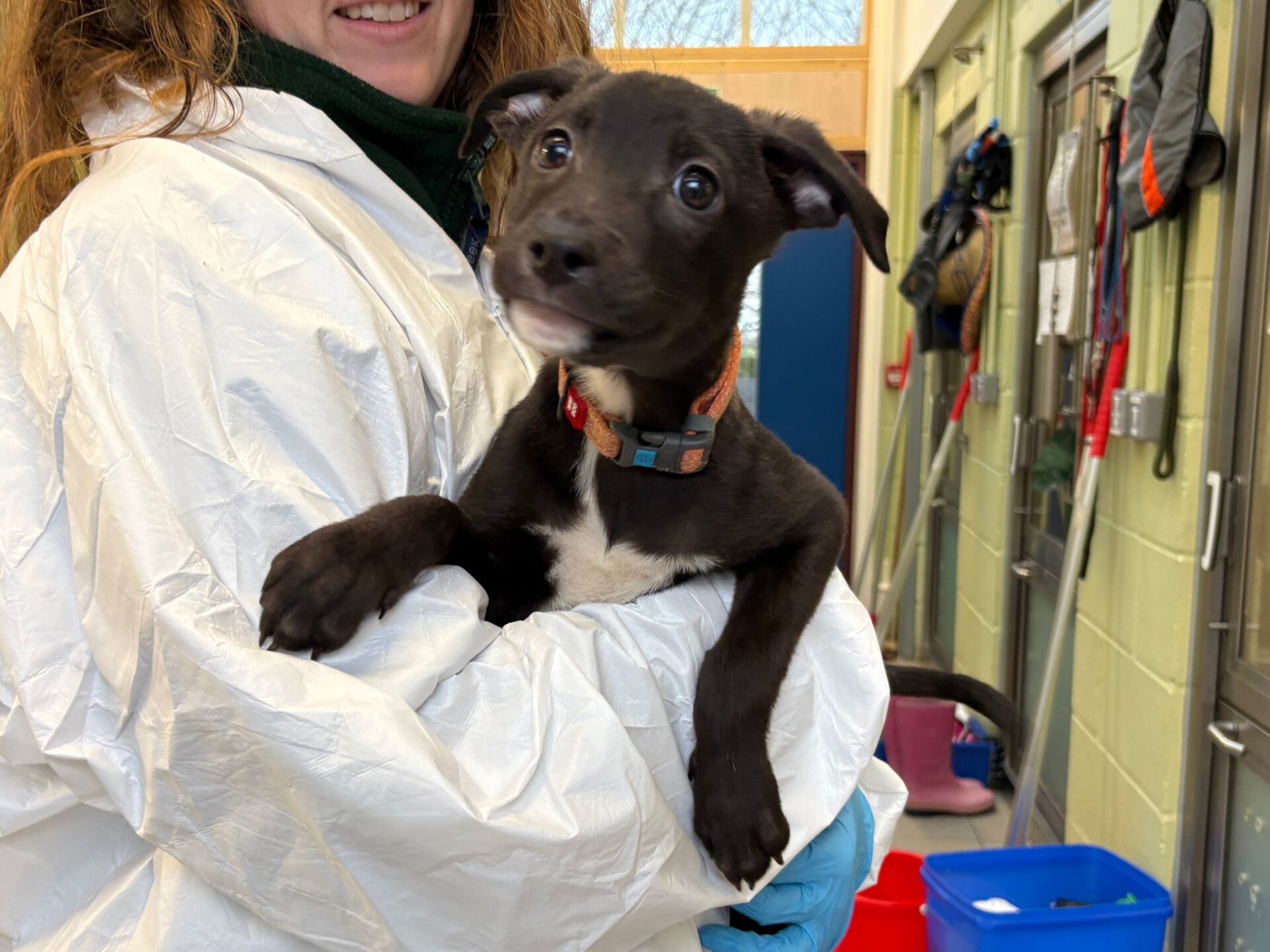 A person in a white protective suit holds a black puppy with a white chest. The puppy looks alert with wide eyes. The setting appears to be an indoor facility with cleaning supplies and tools on the wall.