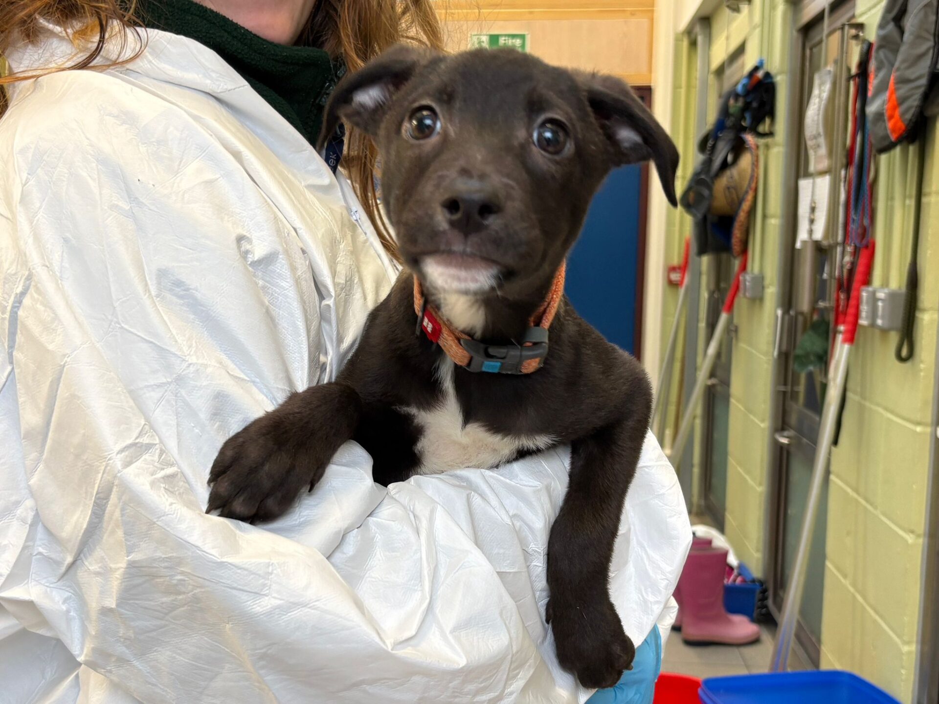 A person in a white protective suit holds a small black and white puppy with wide eyes and floppy ears inside a room with cleaning supplies and equipment on the wall.
